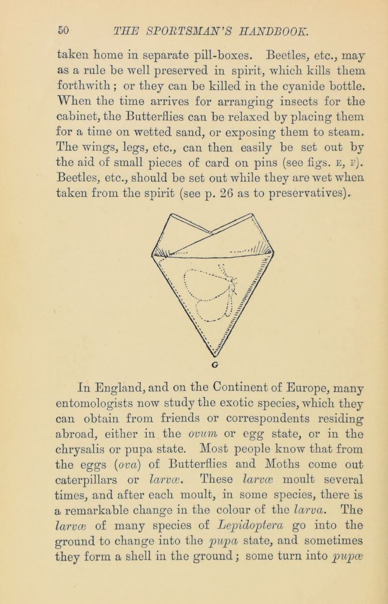 taken home in separate pill-boxes. Beetles, etc., may as a rule be well preserved in spirit, which kills them forthwith ; or they can be killed in the cyanide bottle. When the time arrives for arranging insects for the cabinet, the Butterflies can be relaxed by placing them for a time on wetted sand, or exposing them to steam. The wings, legs, etc., can then easily be set out by the aid of small pieces of card on pins (see figs, e, r). Beetles, etc., should be set out while they are wet when taken from the spirit (see p. 26 as to preservatives). In England, and on the Continent of Europe, many entomologists now study the exotic species, which they can obtain from friends or correspondents residing abroad, either in the ovum or egg state, or in the chrysalis or pupa state. Most people know that from the eggs {ova) of Butterflies and Moths come out caterpillars or larvcc. These larvce moult several times, and after each moult, in some species, there is a remarkable change in the colour of the larva. The larvai of many species of Lepidoptera go into the ground to change into the pu2m state, and sometimes they form a shell in the ground; some turn into pitpm