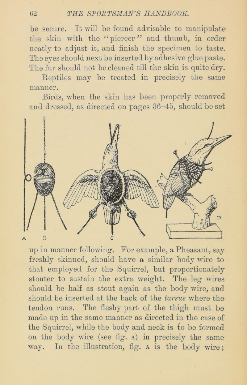 be secure. It will be found advisable to manipulate tlie skin with the piercer and thumb, in order neatly to adjust it, and finish the specimen to taste. The eyes should next be inserted by adhesive glue paste. The fur should not be cleaned till the skin is quite dry. Reptiles may be treated in precisely the same manner. Birds, when the skin has been properly removed and dressed, as directed on pages 36-45, should be set up in manner following. For example, a Pheasant, say freshly skinned, should have a similar body wire to that employed for the Squirrel, but proportionately stouter to sustain the extra weight. The leg wires should be half as stout again as the body wire, and should be inserted at the back of the tarsus where the tendon runs. The fleshy part of the thigh must be made up in the same manner as directed in the case of the Squirrel, while the body and neck is to be formed on the body wire (see fig. a) in precisely the same way. In the illustration, fig. A is the body wire;