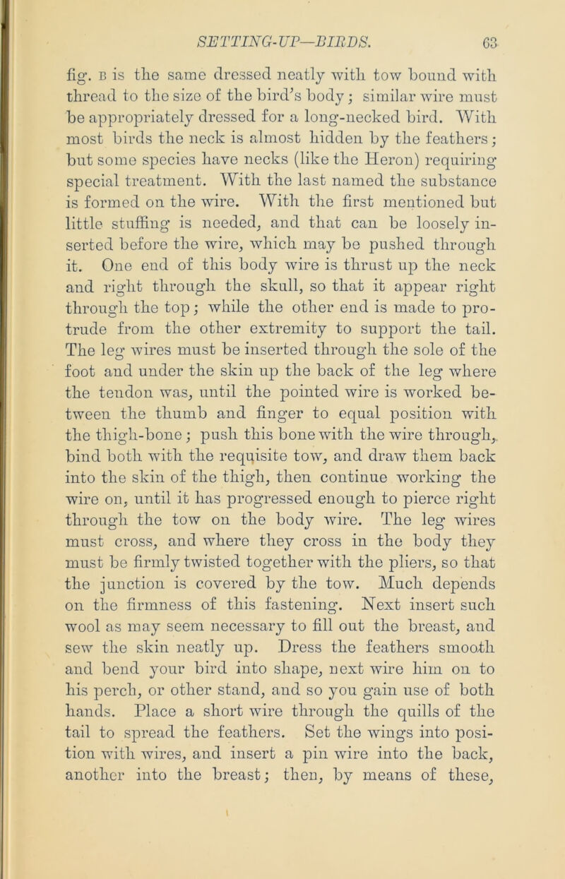 fig. B is tlie same dressed neatly 'svitli tow bound with thread to the size of the bird’s body; similar wire must be appropriately dressed for a long-necked bird. With most birds the neck is pdmost hidden by the feathers; but some species have necks (like the Heron) requiring special treatment. With the last named the substance is formed on the wire. With the first mentioned but little stuffing is needed, and that can be loosely in- serted before the wire, which may be pushed through it. One end of this body wire is thrust up the neck and right through the skull, so that it appear right through the top; while the other end is made to pro- trude from the other extremity to support the tail. The leg wires must be inserted through the sole of the foot and under the skin up the back of the leg where the tendon was, until the pointed wire is worked be- tween the thumb and finger to equal position with the thigh-bone; push this bone with the wire through,, bind both with the requisite tow, and draw them back into the skin of the thigh, then continue working the wire on, until it has progressed enough to pierce right through the tow on the body wire. The leg wires must cross, and where they cross in the body they must be firmly twisted together with the pliers, so that the junction is covered by the tow. Much depends on the firmness of this fastening. Next insert such wool as may seem necessary to fill out the breast, and sew the skin neatly up. Dress the feathers smooth and bend your bird into shape, next wire him on to his perch, or other stand, and so you gain use of both hands. Place a short wire through the quills of the tail to spread the feathers. Set the wings into posi- tion with wires, and insert a pin wire into the back, another into the breast; then, by means of these.