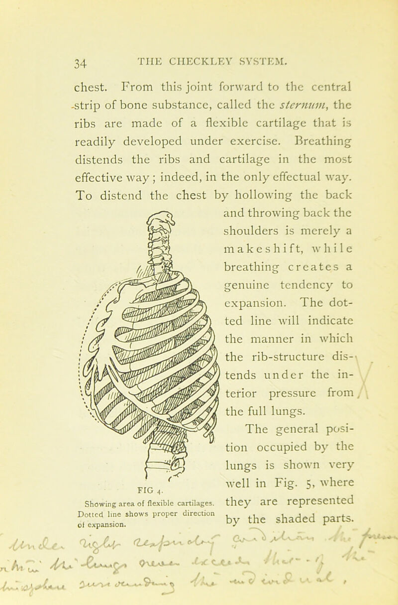 chest. From this joint forward to the central -strip of bone substance, called the sternum, the ribs are made of a flexible cartilage that is readily developed under exercise. Breathing distends the ribs and cartilage in the most effective way ; indeed, in the only effectual way. To distend the chest by hollowing the back and throwing back the shoulders is merely a makeshift, while breathing creates a genuine tendency to expansion. The dot- ted line will indicate the manner in which the rib-structure dis- tends under the in- terior pressure from / the full lungs. The general posi- tion occupied by the lungs is shown very well in Fig. 5, where they are represented by the shaded parts. CW'U I I*? FIG 4. Showing area of flexible cartilages. Dotted line shows proper direction of expansion. 4/^ <fU. ht *9* .t< CO 4, 4,L Jt. - I ' • • o . -Ova O CtH e V 4k.*.