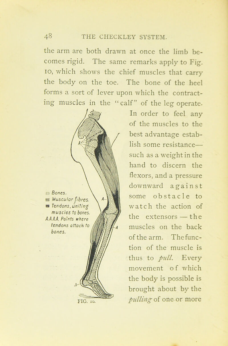 the arm are both drawn at once the limb be- comes rigid. The same remarks apply to Fig. io, which shows the chief muscles that carry the body on the toe. The bone of the heel forms a sort of lever upon which the contract- ing muscles in the “calf” of the leg operate. In order to feel any of the muscles to the best advantage estab- lish some resistance— such as a weight in the hand to discern the flexors, and a pressure downward against some obstacle to watch the action of the extensors — the muscles on the back of the arm. Thefunc- tion of the muscle is thus to pull. Every movement o f which the body is possible is brought about by the FIG. io. pulling of one or more m Bones. nra Muscular fibres. a Tendons, uniting muscles to bones. A.A.A.A, Points where tendons attach to bones.