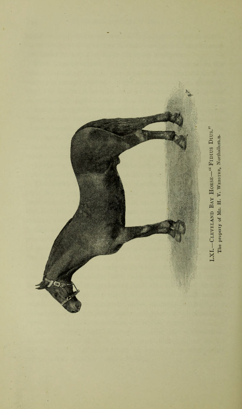 LXr.—Cleveland Bay Horse—“ Fidius Dius.’‘ The property of Mr. H. V. Webster, Northallerton.