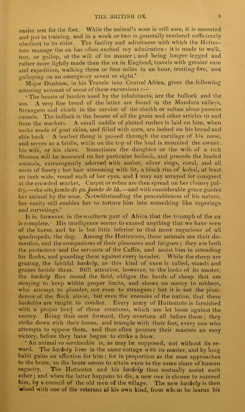 easier rest for the foot. While the animal’s nose is still sore, it is mounted and put in training-, and in a week or two is generally rendered sufficiently obedient to its rider. The facility and adroitness with which the Hotten- tots manage the ox has often excited my admiration: it is made to walk, trot, or gallop, at the will of its master ; and being longer-legged and rather more lightly made than the ox in England, travels with greater ease and expedition, walking three or four miles in an hour, trotting five, ana galloping on an emergency seven or eight.’ Major Denham, in his Travels into Central Africa, gives the following amusing account of some of these excursions :— k The beasts of burden used by the inhabitants, are the bullock and the ass. A very fine breed of the latter are found in the Mandara valleys, Strangers and chiefs in the service of the sheikh or sultan alone possess camels. The bullock is the bearer of all the grain and other articles to and from the markets. A small saddle of plaited rushes is laid on him, when sacks made of goat skins, and filled with corn, are lashed on his broad and able back A leather thong is passed through the cartilage of his nose, and serves as a bridle, while on the top of the load is mounted the owner, his wife, or his slave. Sometimes the daughter or the wife of a rich Shouaa will be mounted on her particular bullock, and precede the loaded animals, extravagantly adorned with amber, silver rings, coral, and all sorts of finery; her hair streaming with fat, a black rim of kohal, at least an inch wide, round each of her eyes, and I may say arrayed tor conquest at the crowded market. Carpet or robes are then spread on her clumsy pal- fry,—she sits jambede pa,jambe de la,—and with considerable grace guides her animal by the nose. Notwithstanding the peaceableness of his nature, her vanity still enables her to torture him into something like caperings and curvetings.’ It is, however, in the southern part of Africa that the triumph of the ox is complete. His intelligence seems to exceed anything that we have seen of the horse, and he is but little inferior to that most sagacious of all quadrupeds, the dog. Among the Hottentots, these animals are their do- mestics, and the companions of their pleasures and fatigues ; they are both the protectors and the servants of the Caffre, and assist him in attending his flocks, and guarding them against every invader. While the sheep are grazing, the faithful backely, as this kind of oxen is called, stands and grazes beside them. Still attentive, however, to the looks of its master, the backely flies round the field, obliges the herds of sheep that are straying to keep within proper limits, and shows no mercy to robbers, who attempt to plunder, nor even to strangers: but it is not the plun- derers of the flock alone, but even the enemies of the nation, that these backelies are taught to combat. Every army of Hottentots is furnished with a proper herd of these creatures, which are let loose against the enemy. Being thus sent forward, they overturn all before them ; they strike down with their horns, and trample with their feet, every one who attempts to oppose them, and thus often procure their masters an easy victory, before they have begun to strike a blow. ‘ An animal so serviceable is, as may be supposed, not without its re- ward. The backely lives in the same cottage with its master, and by long- habit gains an affection for him ; for in proportion as the man approaches to the brute, so the brute seems to attain even to the same share of human sagacity. The Hottentot and his backely thus mutually assist each other; and when the latter happens to die, a new one is chosen to succeed him, by a council of the old men of the village. The new backely is then «ined with one of the veterans of his own kind, from whom he learns his