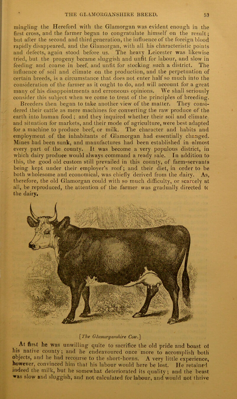 mingling the Hereford with the Glamorgan was evident enough in the first cross, and the farmer began to congratulate himself on the result; but after the second and third generation, the influence of the foreign blood rapidly disappeared, and the Glamorgan, with all his characteristic points and defects, again stood before us. The heavy Leicester was likewise tried, but the progeny became sluggish and unfit for labour, and slow in feeding and coarse in beef, and unfit for stocking such a district. The influence of soil and climate on the production, and the perpetuation of certain breeds, is a circumstance that does not enter half so much into the consideration of the farmer as it ought to do, and will account for a great many of his disappointments and erroneous opinions. We shall seriously consider this subject when we come to treat of the principles of breeding. Breeders then began to take another view of the matter. They consi- dered their cattle as mere machines for converting the raw produce of the earth into human food; and they inquired whether their soil and climate and situation for markets, and their mode of agriculture, were best adapted for a machine to produce beef, or milk. The character and habits and employment of the inhabitants of Glamorgan had essentially changed. Mines had been sunk, and manufactures had been established in almost every part of the county. It was become a very populous district, in which dairy produce would always command a ready sale. In addition to this, the good old custom still prevailed in this county, of farm-servants being kept under their employer’s roof; and their diet, in order to be both wholesome and economical, was chiefly derived from the dairy. As, therefore, the old Glamorgan could with so much difficulty, or scarcely at all, be reproduced, the attention of the farmer was gradually directed t( the dairy. [The Glamorganshire Cow.~\ At first he was unwilling quite to sacrifice the old pride and boast of his native county ; and he endeavoured once more to accomplish both objects, and he had recourse to the short-horns. A very little experience, however, convinced him that his labour would here be lost. He retained indeed the milk, but he somewhat deteriorated its quality; and the beast was slow and sluggish, and not calculated for labour, and would not thrive