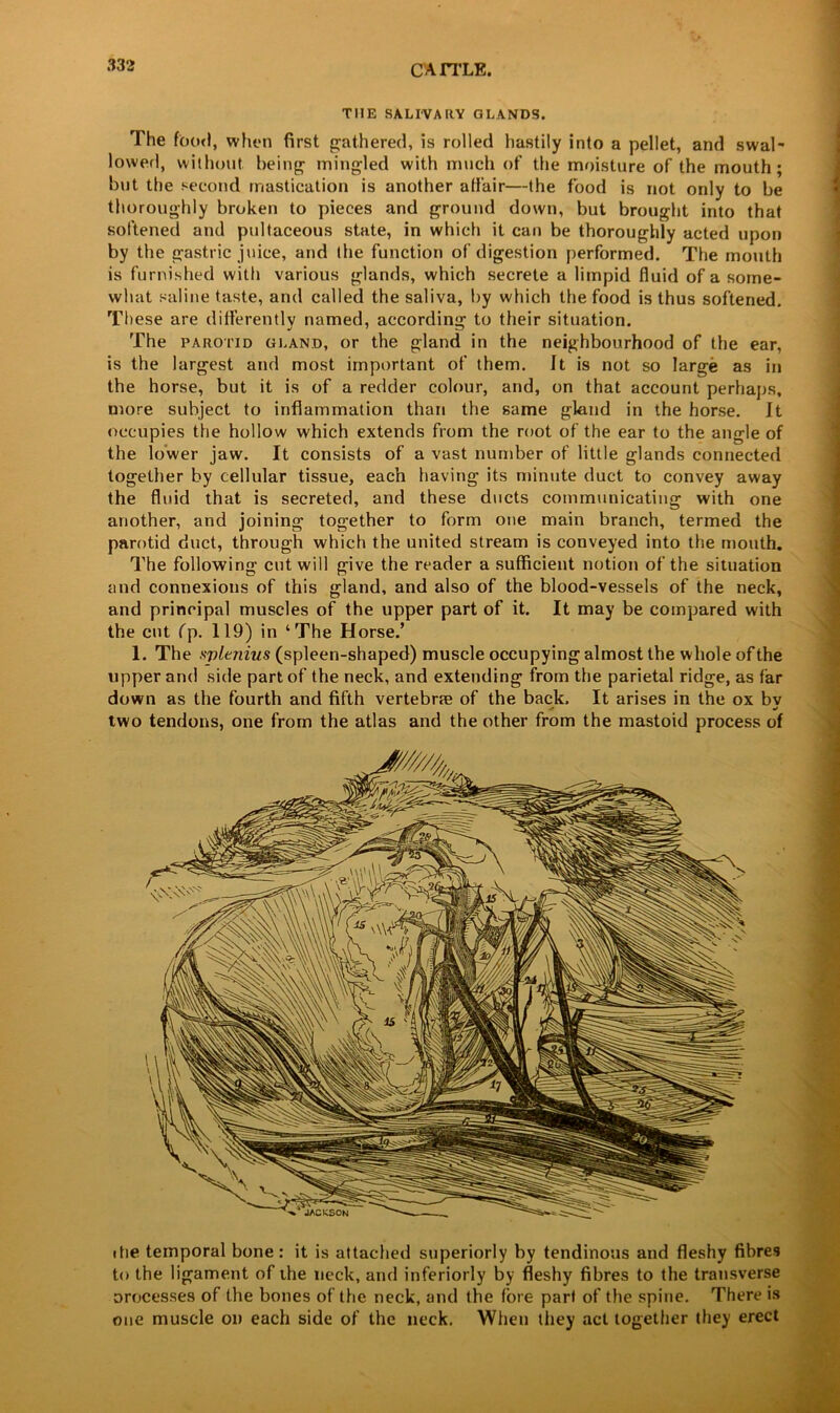 THE SALIVARY GLANDS. The food, when first gathered, is rolled hastily into a pellet, and swal- lowed, without being mingled with much of the moisture of the mouth; but the second mastication is another affair—the food is not only to be thoroughly broken to pieces and ground down, but brought into that softened and pultaceous state, in which it can be thoroughly acted upon by the gastric juice, and the function of digestion performed. The mouth is furnished with various glands, which secrete a limpid fluid of a some- what saline taste, and called the saliva, by which the food is thus softened. These are differently named, according to their situation. The parotid gland, or the gland in the neighbourhood of the ear, is the largest and most important of them. It is not so large as in the horse, but it is of a redder colour, and, on that account perhaps, more subject to inflammation than the same gland in the horse. It occupies the hollow which extends from the root of the ear to the angle of the lower jaw. It consists of a vast number of little glands connected together by cellular tissue, each having its minute duct to convey away the fluid that is secreted, and these ducts communicating with one another, and joining together to form one main branch, termed the parotid duct, through which the united stream is conveyed into the month. The following cut will give the reader a sufficient notion of the situation and connexions of this gland, and also of the blood-vessels of the neck, and principal muscles of the upper part of it. It may be compared with the cut fp. 119) in ‘The Horse.’ 1. The sj)lenius (spleen-shaped) muscle occupying almost the whole of the upper and side part of the neck, and extending from the parietal ridge, as far down as the fourth and fifth vertebrae of the back. It arises in the ox bv * w two tendons, one from the atlas and the other from the mastoid process of the temporal bone : it is attached superiorly by tendinous and fleshy fibres to the ligament of the neck, and interiorly by fleshy fibres to the transverse orocesses of the bones of the neck, and the fore part of the spine. There is one muscle on each side of the neck. When they act together they erect