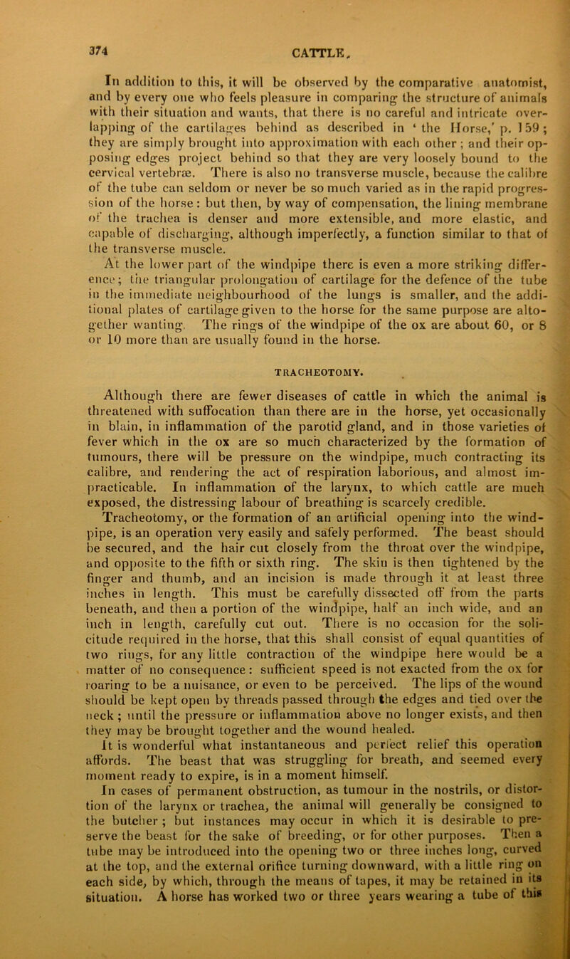 In addition to this, it will be observed by the comparative anatomist, and by every one who feels pleasure in comparing the structure of animals with their situation and wants, that there is no careful and intricate over- lapping of the cartilages behind as described in ‘the Horse,’ p. 159; they are simply brought into approximation with each other ; and their op- posing edges project behind so that they are very loosely bound to the cervical vertebrae. There is also no transverse muscle, because the calibre of the tube can seldom or never be so much varied as in the rapid progres- sion of the horse : but then, by way of compensation, the lining membrane of the trachea is denser and more extensible, and more elastic, and capable of discharging, although imperfectly, a function similar to that of the transverse muscle. At the lower part of the windpipe there is even a more striking differ- ence; tile triangular prolongation of cartilage for the defence of the tube in the immediate neighbourhood of the lungs is smaller, and the addi- tional plates of cartilage given to the horse for the same purpose are alto- gether wanting. The rings of the windpipe of the ox are about 60, or 8 or 10 more than are usually found in the horse. TRACHEOTOMY. Although there are fewer diseases of cattle in which the animal is threatened with suffocation than there are in the horse, yet occasionally in blain, in inflammation of the parotid gland, and in those varieties of fever which in the ox are so much characterized by the formation of tumours, there will be pressure on the windpipe, much contracting its calibre, and rendering the act of respiration laborious, and almost im- practicable. In inflammation of the larynx, to which cattle are much exposed, the distressing labour of breathing is scarcely credible. Tracheotomy, or the formation of an artificial opening into the wind- pipe, is an operation very easily and safely performed. The beast should be secured, and the hair cut closely from the throat over the windpipe, and opposite to the fifth or sixth ring. The skin is then tightened by the finger and thumb, and an incision is made through it at least three inches in length. This must be carefully dissected off from the parts beneath, and then a portion of the windpipe, half an inch wide, and an inch in length, carefully cut out. There is no occasion for the soli- citude required in the horse, that this shall consist of equal quantities of two rings, for any little contraction of the windpipe here would be a matter of no consequence : sufficient speed is not exacted from the ox for roaring to be a nuisance, or even to be perceived. The lips of the wound should be kept open by threads passed through the edges and tied over the neck ; until the pressure or inflammation above no longer exists, and then they may be brought together and the wound healed. It is wonderful what instantaneous and perfect relief this operation affords. The beast that was struggling for breath, and seemed every moment, ready to expire, is in a moment himself. In cases of permanent obstruction, as tumour in the nostrils, or distor- tion of the larynx or trachea, the animal will generally be consigned to the butcher ; but instances may occur in which it is desirable to pre- serve the beast for the sake of breeding, or for other purposes. Then a tube may be introduced into the opening two or three inches long, curved at the top, and the external orifice turning downward, with a little ring on each side, by which, through the means of tapes, it may be retained in its situation. A horse has worked two or three years wearing a tube of this