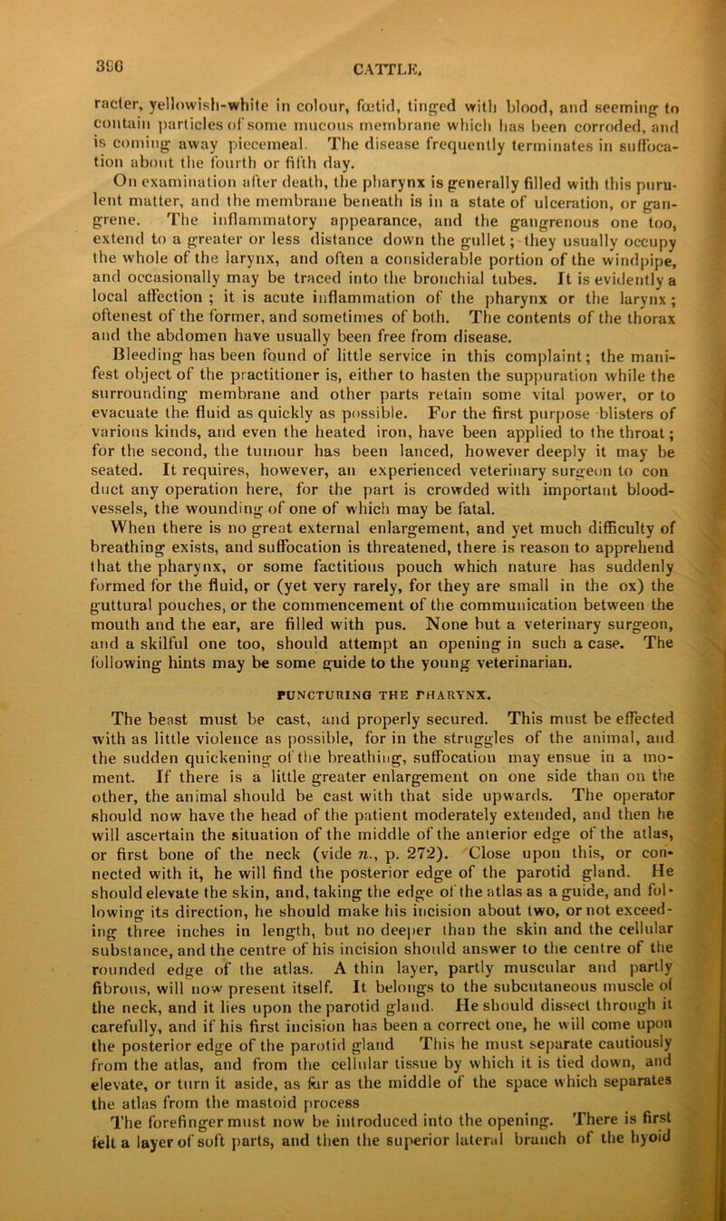 3CG raoter, yellowish-white in colour, foetid, tinged with blood, and seeming to contain particles of some mucous membrane which has been corroded, and is coming away piecemeal. The disease frequently terminates in suffoca- tion about the fourth or fifth day. On examination after death, the pharynx is generally filled with this puru- lent matter, and the membrane beneath is in a state of ulceration, or gan- grene. The inflammatory appearance, and the gangrenous one too, extend to a greater or less distance down the gullet; they usually occupy the wdiole of the larynx, and often a considerable portion of the windpipe, and occasionally may be traced into the bronchial tubes. It is evidently a local affection ; it is acute inflammation of the pharynx or the larynx ; oftenest of the former, and sometimes of both. The contents of the thorax and the abdomen have usually been free from disease. Bleeding has been found of little service in this complaint; the mani- fest object of the practitioner is, either to hasten the suppuration while the surrounding membrane and other parts retain some vital power, or to evacuate the fluid as quickly as possible. For the first purpose blisters of various kinds, and even the heated iron, have been applied to the throat; for the second, the tumour has been lanced, however deeply it may be seated. It requires, however, an experienced veterinary surgeon to con duct any operation here, for the part is crowded with important blood- vessels, the wounding of one of which may be fatal. When there is no great external enlargement, and yet much difficulty of breathing exists, and suffocation is threatened, there is reason to apprehend that the pharynx, or some factitious pouch which nature has suddenly formed for the fluid, or (yet very rarely, for they are small in the ox) the guttural pouches, or the commencement of the communication between the mouth and the ear, are filled with pus. None but a veterinary surgeon, and a skilful one too, should attempt an opening in such a case. The following hints may be some guide to the young veterinarian. PUNCTURING THE THARYNX. The beast must be cast, and properly secured. This must be effected with as little violence as possible, for in the struggles of the animal, and the sudden quickening of the breathing, suffocation may ensue in a mo- ment. If there is a little greater enlargement on one side than on the other, the animal should be cast with that side upwards. The operator should now have the head of the patient moderately extended, and then he will ascertain the situation of the middle of the anterior edge of the atlas, or first bone of the neck (vide n., p. 272). Close upon this, or con- nected with it, he will find the posterior edge of the parotid gland. He should elevate the skin, and, taking the edge of the atlas as a guide, and fol* lowing its direction, he should make his incision about two, or not exceed- ing three inches in length, but no deeper than the skin and the cellular substance, and the centre of his incision should answer to the centre of the rounded edge of the atlas. A thin layer, partly muscular and partly fibrous, will now present itself. It belongs to the subcutaneous muscle of the neck, and it lies upon the parotid gland. He should dissect through it carefully, and if his first incision has been a correct one, he will come upon the posterior edge of the parotid gland This he must separate cautiously from the atlas, and from the cellular tissue by which it is tied down, and elevate, or turn it aside, as fur as the middle of the space which separates the atlas from the mastoid process The forefinger must now be introduced into the opening. There is first lelt a layer of soft parts, and then the superior lateral branch of the hyoid