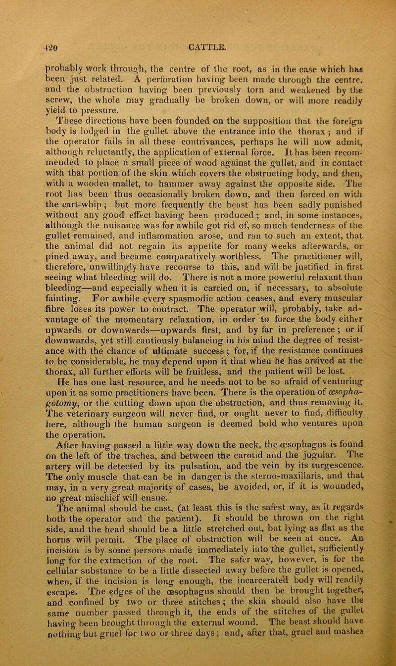 probably work through, the centre of the root, as in the case which has been just related. A perforation having been made through the centre, and the obstruction having been previously torn and weakened by the screw, the whole may gradually be broken down, or will more readily yield to pressure. These directions have been founded on the supposition that the foreign body is lodged in the gullet above the entrance into the thorax ; and if the operator fails in all these contrivances, perhaps he will now admit, although reluctantly, the application of external force. It has been recom- mended to place a small piece of wood against the gullet, and in contact with that portion of the skin which covers the obstructing body, and then, with a wooden mallet, to hammer away against the opposite side. The root has been thus occasionally broken down, and then forced on with the cart-whip ; but more frequently the beast has been sadly punished without any good effect having been produced ; and, in some instances, although the nuisance was for awhile got rid of, so much tenderness of the gullet remained, and inflammation arose, and ran to such an extent, that the animal did not regain its appetite for many weeks afterwards, or pined away, and became comparatively worthless. The practitioner will, therefore, unwillingly have recourse to this, and will be justified in first seeing what bleeding will do. There is not a more powerful relaxant than bleeding—and especially when it is carried on, if necessary, to absolute fainting. For awhile every spasmodic action ceases, and every muscular fibre loses its power to contract. The operator will, probably, take ad- vantage of the momentary relaxation, in order to force the body either upwards or downwards—upwards first, and by far in preference ; or if downwards, yet still cautiously balancing in his mind the degree of resist- ance with the chance of ultimate success ; for, if the resistance continues to be considerable, he may depend upon it that when he has arrived at the thorax, all further efforts will be fruitless, and the patient will be lost. He has one last resource, and he needs not to be so afraid of venturing upon it as some practitioners have been. There is the operation of cesopha- gotorny, or the cutting down upon the obstruction, and thus removing it. The veterinary surgeon will never find, or ought never to find, difficulty here, although the human surgeon is deemed bold who ventures upon the operation. After having passed a little way down the neck, the oesophagus is found on the left of the trachea, and between the carotid and the jugular. The artery will be detected by its pulsation, and the vein by its turgescence. The only muscle that can be in danger is the sterno-maxillaris, and that may, in a very great majority of cases, be avoided, or, if it is wounded, no great mischief will ensue. The animal should be cast, (at least this is the safest way, as it regards both the operator and the patient). It should be thrown on the right side, and the head should be a little stretched out, but lying as flat as the horns will permit. The place of obstruction will be seen at once. An incision is by some persons made immediately into the gullet, sufficiently long for the extraction of the root. The safer way, however, is for the cellular substance to be a little dissected away before the gullet is opened, when, if the incision is long enough, the incarcerated body will readily escape. The edges of the oesophagus should then be brought together, and confined by two or three stitches ; the skin should also have the same number passed through it, the ends of the stitches of the gullet having been brought through the external wound. The beast should have nothing but gruel for two or three days; and, after that, gruel and mashes