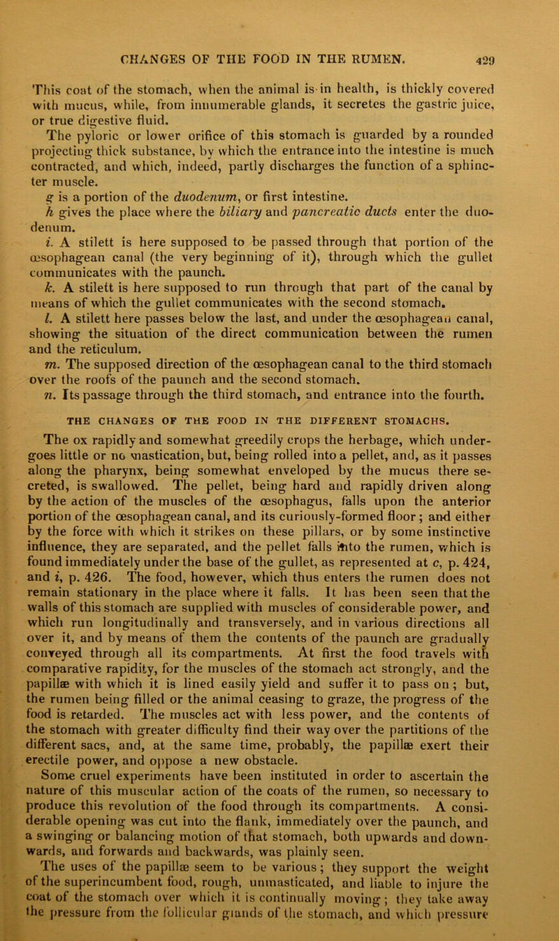 This coat of the stomach, when the animal is in health, is thickly covered with mucus, while, from innumerable glands, it secretes the gastric juice, or true digestive fluid. The pytoric or lower orifice of this stomach is guarded by a rounded projecting thick substance, by which the entrance into the intestine is much contracted, and which, indeed, partly discharges the function of a sphinc- ter muscle. g is a portion of the duodenum, or first intestine. h gives the place where the biliary and pancreatic ducts enter the duo- denum. i. A stilett is here supposed to be passed through that portion of the oesophagean canal (the very beginning of it), through which the gullet communicates with the paunch. k. A stilett is here supposed to run through that part of the canal by means of which the gullet communicates with the second stomach. l. A stilett here passes below the last, and under the oesophagean canal, showing the situation of the direct communication between the rumen and the reticulum. m. The supposed direction of the oesophagean canal to the third stomach over the roofs of the paunch and the second stomach. n. Its passage through the third stomach, and entrance into the fourth. THE CHANGES OF THE FOOD IN THE DIFFERENT STOMACHS. The ox rapidly and somewhat greedily crops the herbage, which under- goes little or no mastication, but, being rolled into a pellet, and, as it passes along the pharynx, being somewhat enveloped by the mucus there se- creted, is swallowed. The pellet, being hard and rapidly driven along by the action of the muscles of the oesophagus, falls upon the anterior portion of the oesophagean canal, and its curiously-formed floor; and either by the force with which it strikes on these pillars, or by some instinctive influence, they are separated, and the pellet falls itito the rumen, which is found immediately under the base of the gullet, as represented at c, p.424, and i, p. 426. The food, however, which thus enters the rumen does not remain stationary in the place where it falls. It has been seen that the walls of this stomach are supplied with muscles of considerable power, and which run longitudinally and transversely, and in various directions all over it, and by means of them the contents of the paunch are gradually conveyed through all its compartments. At first the food travels with comparative rapidity, for the muscles of the stomach act strongly, and the papillae with which it is lined easily yield and suffer it to pass on ; but, the rumen being filled or the animal ceasing to graze, the progress of the food is retarded. The muscles act with less power, and the contents of the stomach with greater difficulty find their way over the partitions of the different sacs, and, at the same time, probably, the papillae exert their erectile power, and oppose a new obstacle. Some cruel experiments have been instituted in order to ascertain the nature of this muscular action of the coats of the rumen, so necessary to produce this revolution of the food through its compartments. A consi- derable opening was cut into the flank, immediately over the paunch, and a swinging or balancing motion of that stomach, both upwards and down- wards, and forwards and backwards, was plainly seen. The uses of the papillae seem to be various; they support the weight of the superincumbent food, rough, unmasticated, and liable to injure the coat of the stomach over which it is continually moving; they take away the pressure from the follicular glands of the stomach, and which pressure
