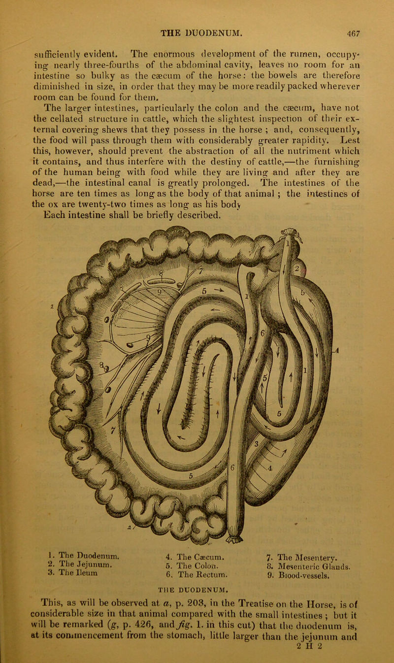 sufficiently evident. The enormous development of the rumen, occupy* ing’ nearly three-fourths of the abdominal cavity, leaves no room for an intestine so bulky as the caecum of the horse: the bowels are therefore diminished in size, in order that they may be more readily packed wherever room can be found for them. The larger intestines, particularly the colon and the caecum, have not the cellated structure in cattle, which the slightest inspection of their ex- ternal covering shews that they possess in the horse ; and, consequently, the food will pass through them with considerably greater rapidity. Lest this, however, should prevent the abstraction of all the nutriment which it contains, and thus interfere with the destiny of cattle,—the furnishing of the human being with food while they are living and after they are dead,—the intestinal canal is greatly prolonged. The intestines of the horse are ten times as long as the body of that animal ; the intestines of the ox are twenty-two times as long as his body Each intestine shall be briefly described. 1. The Duodenum. 4. The Caecum. 7- The Mesentery. 2. The Jejunum. 5. The Colon. 8. Mesenteric Glands. .1. The Ileum 6. The Rectum. 9. Blood-vessels. THE DUODENUM. This, as will be observed at. a, p. 203, in the Treatise on the Horse, is of considerable size in that animal compared with the small intestines ; but it will be remarked (g, p. 426, and Jig, 1. in this cut) that the duodenum is, at its commencement from the stomach, little larger than the jejunum and 2 H 2