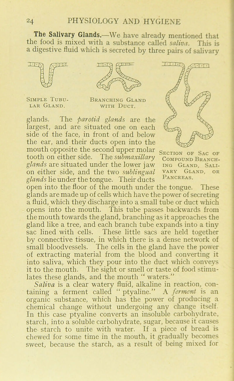 The Salivary Glands.—We have already mentioned that the food is mixed with a substance called saliva. This is a digestive fluid which is secreted by three pairs of salivary Simple Tubu- Branching Gland lar Gland. with Duct. glands. The parotid glands are the xx largest, and are situated one on each side of the face, in front of and below the ear, and their ducts open into the mouth opposite the second upper molar „T e tooth on either side. I he submaxillary compound Branch- glands are situated under the lower jaw ing Gland, Sali- on either side, and the two sublingual vary Gland, or glands lie under the tongue. Their ducts Pancreas. open into the floor of the mouth under the tongue. These glands are made up of cells which have the power of secreting a fluid, which they discharge into a small tube or duct which opens into the mouth. This tube passes backwards from the mouth towards the gland, branching as it approaches the gland like a tree, and each branch tube expands into a tiny sac lined with cells. These little sacs are held together by connective tissue, in which there is a dense network of small bloodvessels. The cells in the gland have the power of extracting material from the blood and converting it into saliva, which they pour into the duct which conveys it to the mouth. The sight or smell or taste of food stimu- lates these glands, and the mouth “ waters.” Saliva is a clear watery fluid, alkaline in reaction, con- taining a ferment called “ ptyaline.” A ferment is an organic substance, which has the power of producing a chemical change without undergoing any change itself. In this case ptyaline converts an insoluble carbohydrate, starch, into a soluble carbohydrate, sugar, because it causes the starch to unite with water. If a piece of bread is chewed for some time in the mouth, it gradually becomes sweet, because the starch, as a result of being mixed for