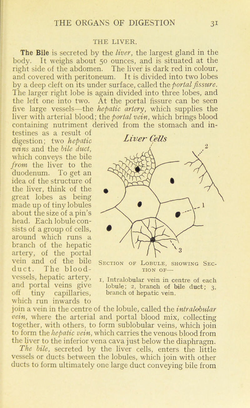 THE LIVER. The Bile is secreted by the liver, the largest gland in the body. It weighs about 50 ounces, and is situated at the right side of the abdomen. The liver is dark red in colour, and covered with peritoneum. It is divided into two lobes by a deep cleft on its under surface, called the portal fissure. The larger right lobe is again divided into three lobes, and the left one into two. At the portal fissure can be seen five large vessels—the hepatic artery, which supplies the liver with arterial blood; the portal vein, which brings blood containing nutriment derived from the stomach and in- testines as a result of digestion; two hepatic veins and the bile duct, which conveys the bile from the liver to the duodenum. To get an idea of the structure of the liver, think of the great lobes as being made up of tiny lobules about the size of a pin’s head. Each lobule con- sists of a group of cells, around which runs a branch of the hepatic artery, of the portal vein and of the bile duct. The blood- vessels, hepatic artery, and portal veins give off tiny capillaries, which run inwards to join a vein in the centre of the lobule, called the intralobular vein, where the arterial and portal blood mix, collecting together, with others, to form sublobular veins, which join to form the hepatic vein, which carries the venous blood from the liver to the inferior vena cava just below the diaphragm. The bile, secreted by the liver cells, enters the little vessels or ducts between the lobules, which join with other ducts to form ultimately one large duct conveying bile from Liv£r Cells Section of Lobule, showing Sec- tion of— 1, Intralobular vein in centre of each lobule; 2, branch of bile duct; 3, branch of hepatic vein.