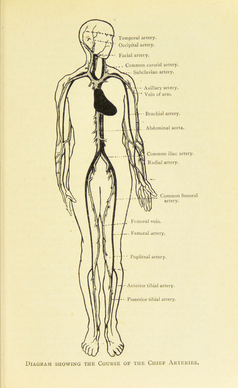 Temporal artery. Occipital artery. -- Facial artery. Common carotid artery. Subclavian artery. Axillary artery, i** Vein of arm. • - Brachial artery. . Abdominal aorta. Common iliac artery. Radial artery. Common femoral artery. Femoral vein. Femoral artery. ' Popliteal artery. Anterior tibial artery. Posterior tibial artery. Diagram showing the Course of the Chief Arteries.