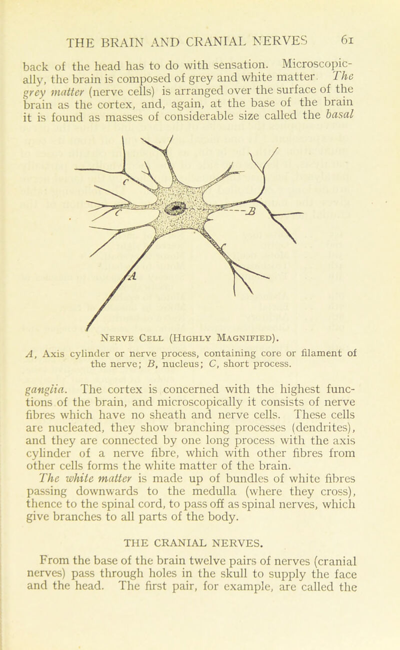 back of the head has to do with sensation. Microscopic- ally, the brain is composed of grey and white matter 1 he grey matter (nerve cells) is arranged over the surface of the brain as the cortex, and, again, at the base of the brain it is found as masses of considerable size called the basal Nerve Cell (Highly Magnified). A, Axis cylinder or nerve process, containing core or filament of the nerve; B, nucleus; C, short process. ganglia. The cortex is concerned with the highest func- tions of the brain, and microscopically it consists of nerve fibres which have no sheath and nerve cells. These cells are nucleated, they show branching processes (dendrites), and they are connected by one long process with the axis cylinder of a nerve fibre, which with other fibres from other cells forms the white matter of the brain. The white matter is made up of bundles of white fibres passing downwards to the medulla (where they cross), thence to the spinal cord, to pass off as spinal nerves, which give branches to all parts of the body. THE CRANIAL NERVES. From the base of the brain twelve pairs of nerves (cranial nerves) pass through holes in the skull to supply the face and the head. The first pair, for example, are called the