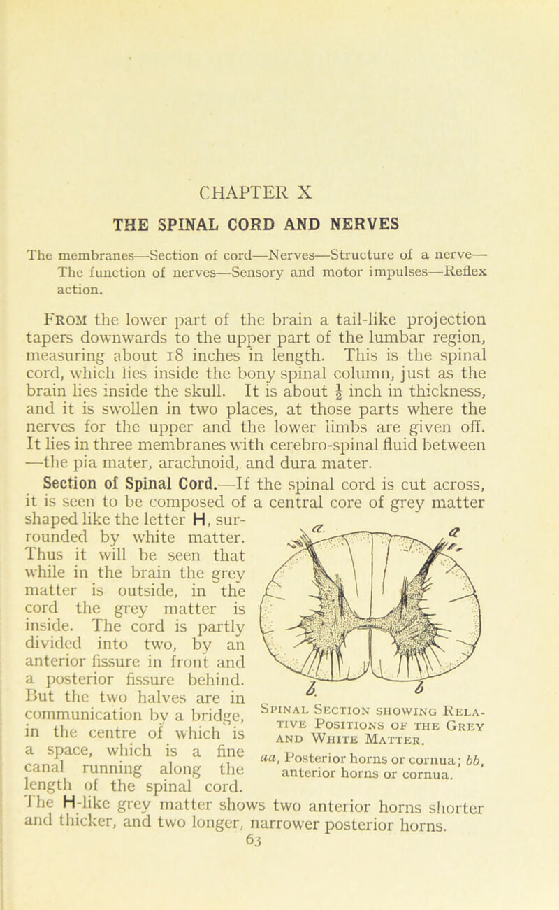 THE SPINAL CORD AND NERVES The membranes—-Section of cord—Nerves—Structure of a nerve— The function of nerves—Sensory and motor impulses—Reflex action. From the lower part of the brain a tail-like projection tapers downwards to the upper part of the lumbar region, measuring about 18 inches in length. This is the spinal cord, which iies inside the bony spinal column, just as the brain lies inside the skull. It is about J inch in thickness, and it is swollen in two places, at those parts where the nerves for the upper and the lower limbs are given off. It lies in three membranes with cerebro-spinal fluid between —the pi a mater, arachnoid, and dura mater. Section ol Spinal Cord.—If the spinal cord is cut across, it is seen to be composed of a central core of grey matter shaped like the letter H, sur- rounded by white matter. Thus it will be seen that while in the brain the grey matter is outside, in the cord the grey matter is inside. The cord is partly divided into two, by an anterior fissure in front and a posterior fissure behind. But the two halves are in communication by a bridge, in the centre of which is a space, which is a fine canal running along the length of the spinal cord. The H-like grey matter shows two anterior horns shorter and thicker, and two longer, narrower posterior horns. 63 Spinal Section showing Rela- tive Positions of the Grey and White Matter. aa, Posterior horns or cornua; bb, anterior horns or cornua.