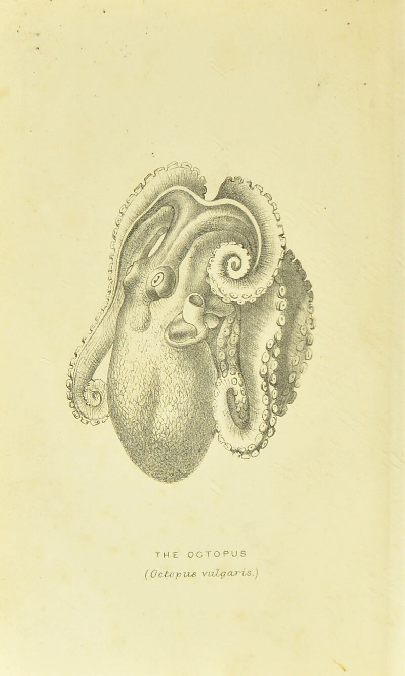 TH E OCTOPUS (Octopus vulcraj'vs.) \