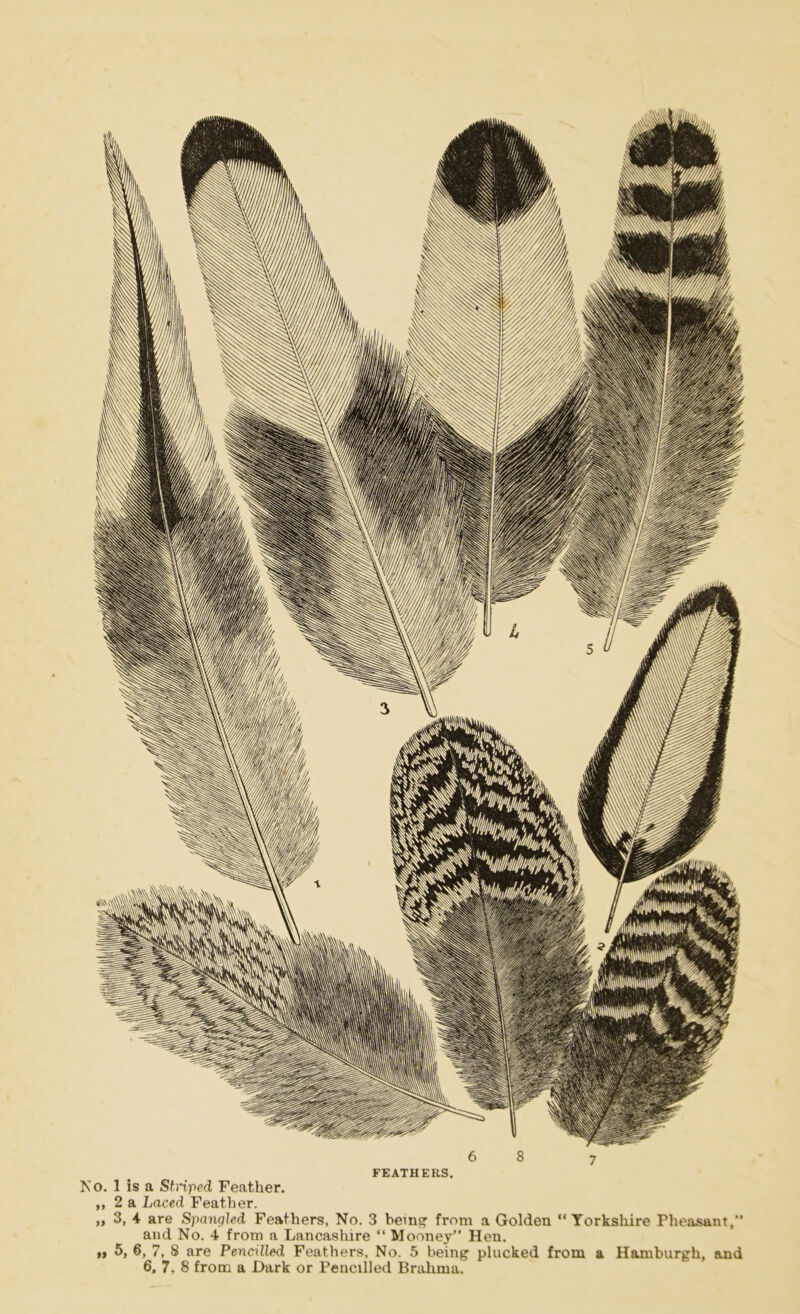 6 8 7 FEATHERS. No. 1 is a Striped Feather. ,, 2 a Laced Feather. „ 3, 4 are Spangled Feathers, No. 3 being from a Golden “Yorkshire Pheasant,” and No. 4 from a Lancashire “ Mooney” Hen. $» 5, 6, 7, 8 are Pencilled Feathers, No. 5 being plucked from a Hamburgh, and 6, 7, 8 from a Dark or Pencilled Brahma.