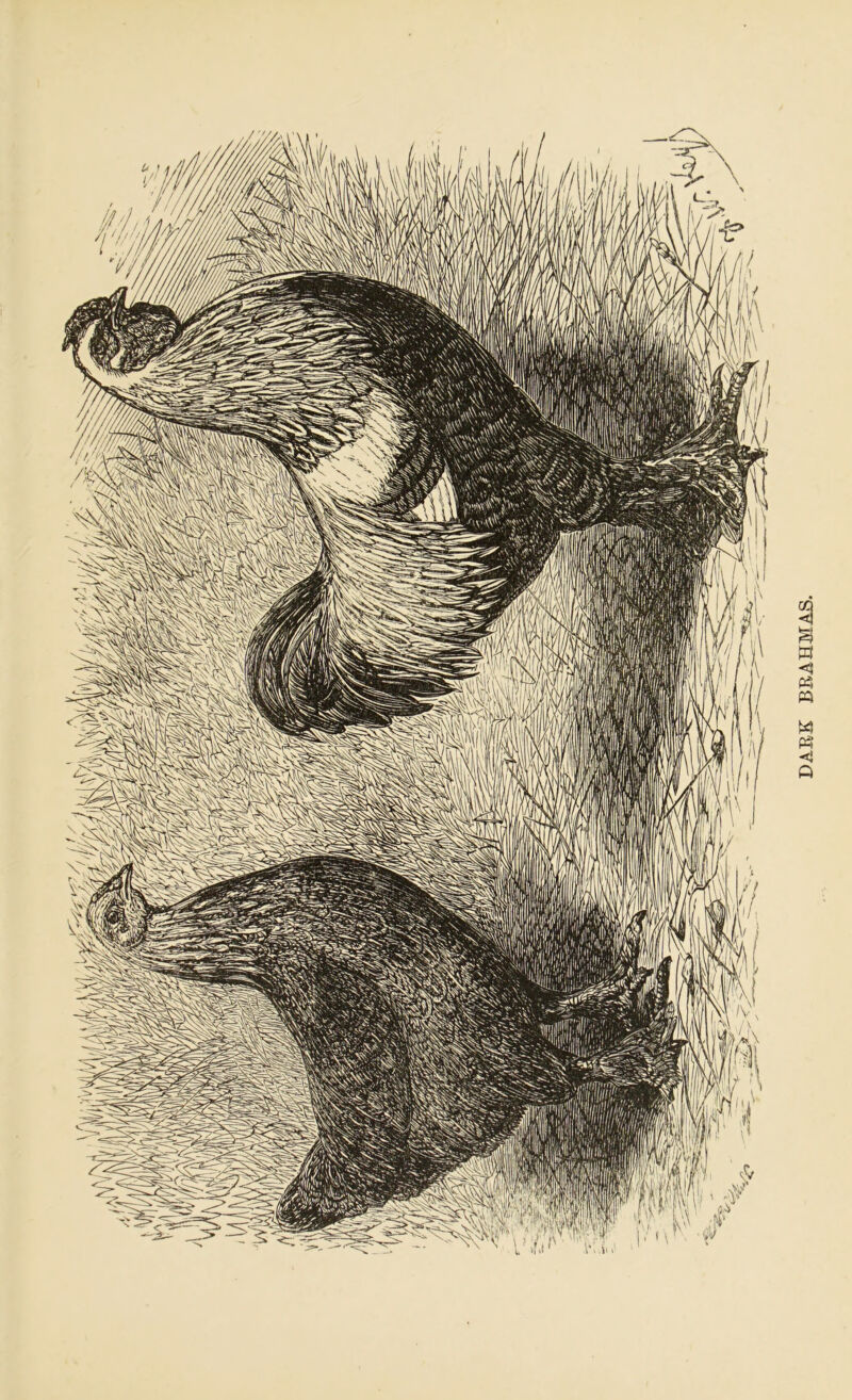 DARK BRAHMAS.