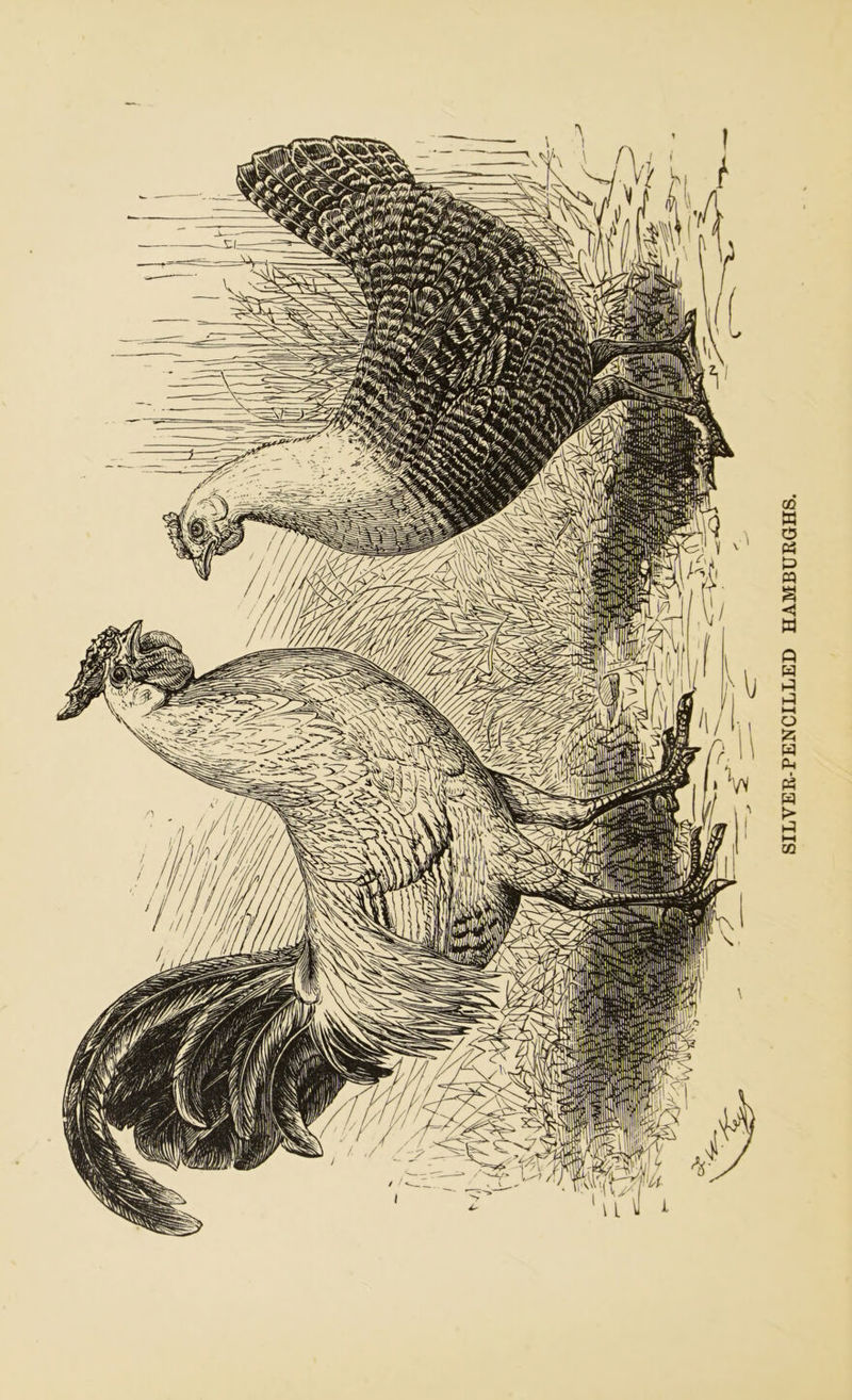 SILVER-PENCILLED HAMBURGHS.