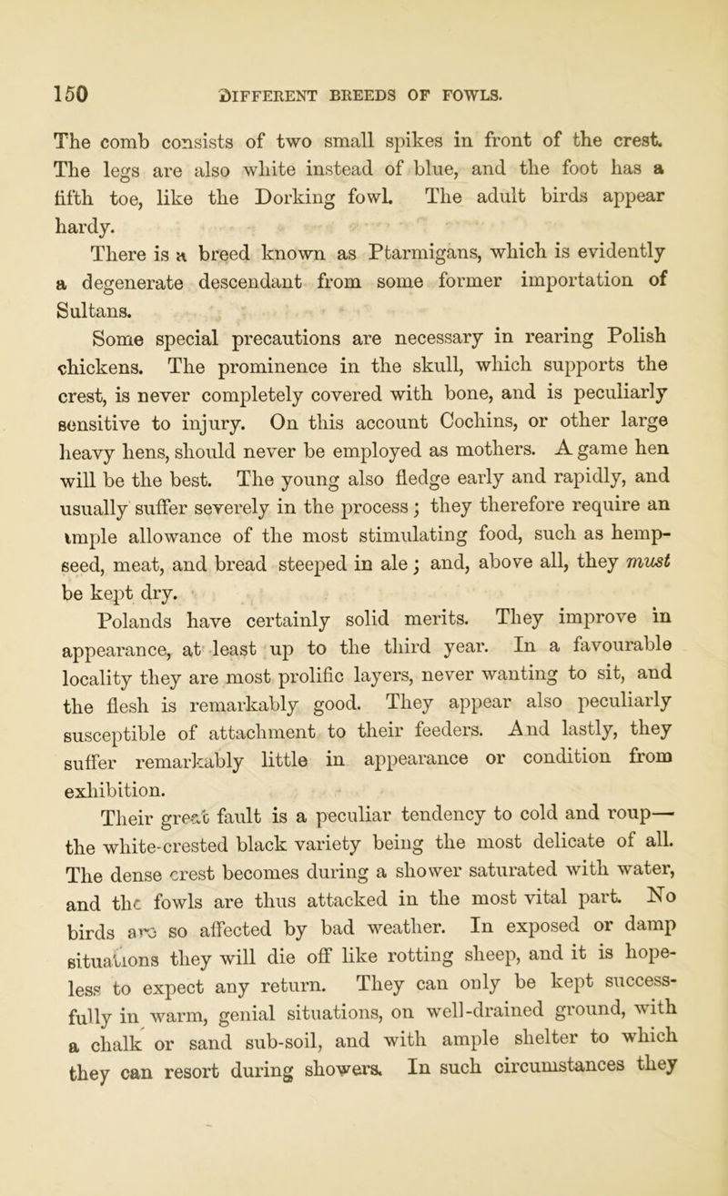 The comb consists of two small spikes in front of the crest. The legs are also white instead of blue, and the foot has a fifth toe, like the Dorking fowl. The adult birds appear hardy. There is a breed known as Ptarmigans, which is evidently a degenerate descendant from some former importation of Sultans. Some special precautions are necessary in rearing Polish chickens. The prominence in the skull, which supports the crest, is never completely covered with bone, and is peculiarly sensitive to injury. On this account Cochins, or other large heavy hens, should never be employed as mothers. A game hen will be the best. The young also fledge early and rapidly, and usually suffer severely in the process; they therefore require an tmple allowance of the most stimulating food, such as hemp- seed, meat, and bread steeped in ale; and, above all, they must be kept dry. Polands have certainly solid merits. They improve in appearance, at least up to the third year. In a favourable locality they are most prolific layers, never wanting to sit, and the flesh is remarkably good. They appear also peculiarly susceptible of attachment to their feeders. And lastly, they suffer remarkably little in appearance or condition from exhibition. Their great fault is a peculiar tendency to cold and roup— the white-crested black variety being the most delicate of all. The dense crest becomes during a shower saturated with water, and the fowls are thus attacked in the most vital part. No birds arc so affected by bad weather. In exposed or damp situations they will die off like rotting sheep, and it is hope- less to expect any return. They can only be kept success- fully in warm, genial situations, on well-drained giound, with a chalk or sand sub-soil, and with ample shelter to which they can resort during showers. In such circumstances they