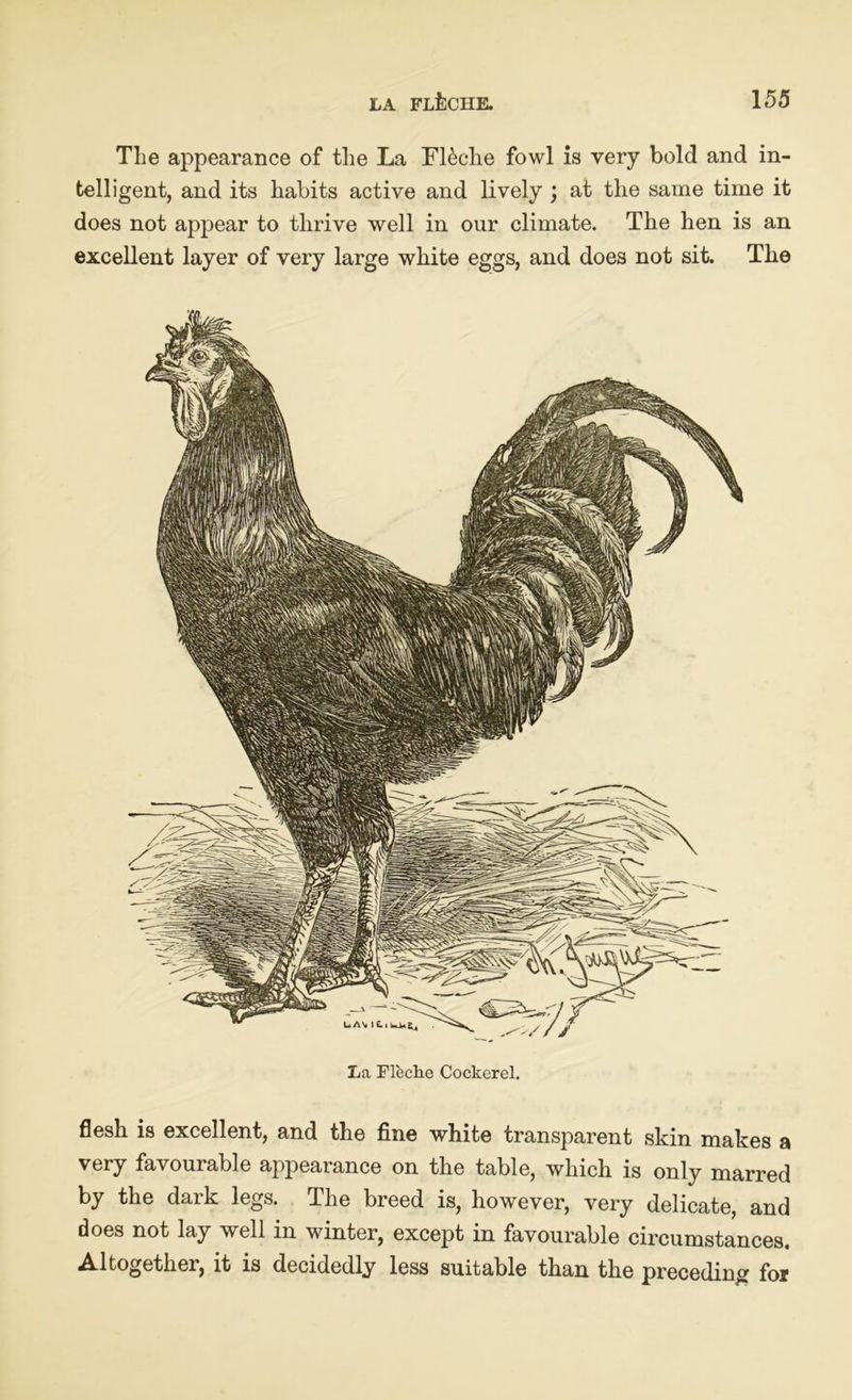 The appearance of the La FFche fowl is very bold and in- telligent, and its habits active and lively ; at the same time it does not appear to thrive well in our climate. The hen is an excellent layer of very large white eggs, and does not sit. The La Flcclie Cockerel. flesh is excellent, and the fine white transparent skin makes a very favourable appearance on the table, which is only marred by the dark legs. The breed is, however, very delicate, and does not lay well in winter, except in favourable circumstances. Altogether, it is decidedly less suitable than the preceding for