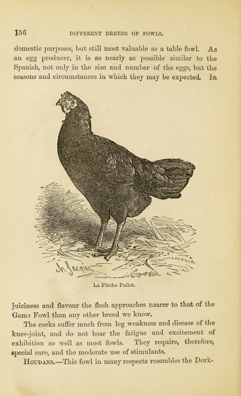 domestic purposes, but still most valuable as a table fowl. As an egg producer, it is as nearly as possible similar to the Spanish, not only in the size and number of the eggs, but the seasons and circumstances in which they may be expected. In La Fifeche Pullet. juiciness and flavour the flesh approaches nearer to that of the Game Fowl than any other breed we know. The cocks suffer much from leg weakness and disease of the knee-joint, and do not bear the fatigue and excitement of exhibition so well as most fowls. They require, therefore, special care, and the moderate use of stimulants. Houdans.—This fowl in many respects resembles the Dork-