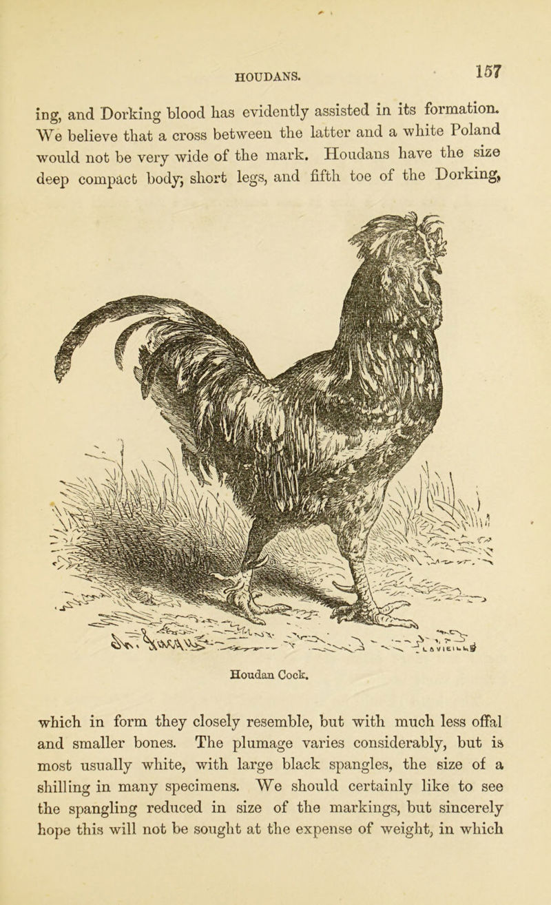 HOUDANS. ing, and Dorking blood lias evidently assisted in its formation. We believe that a cross between the latter and a white Poland would not be very wide of the mark. Houdans have the size deep compact body; short legs, and fifth toe of the Dorking, Houdan Cock. which in form they closely resemble, but with much less offal and smaller bones. The plumage varies considerably, but is most usually white, with large black spangles, the size of a shilling in many specimens. We should certainly like to see the spangling reduced in size of the markings, but sincerely hope this will not be sought at the expense of weight, in which