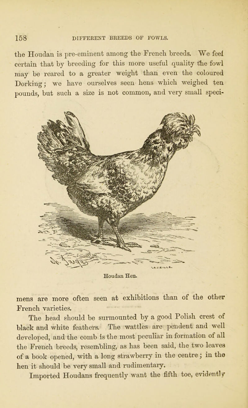 the Houdan is pre-eminent among the French breeds. We feel certain that by breeding for this more useful quality the fowl may be reared to a greater weight than even the coloured Dorking; we have ourselves seen hens which weighed ten pounds, but such a size is not common, and very small speci- Houdaii Hen. mens are more often seen at exhibitions than of the other French varieties. The head should be surmounted by a good Polish crest of black and white feathers. The wattles are pendent and well developed, and the comb is the most peculiar in formation of all the French breeds, resembling, as has been said, the two leaves of a book opened, with a long strawberry in the centre; in the hen it should be very small and rudimentary. Imported Houdans frequently want the fifth toe, evident! y
