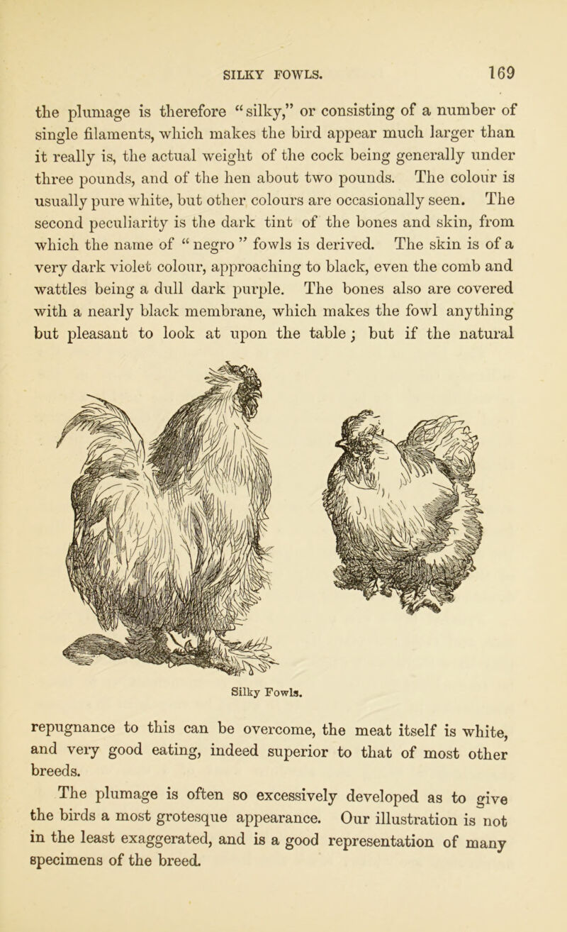 the plumage is therefore “ silky,” or consisting of a number of single filaments, which makes the bird appear much larger than it really is, the actual weight of the cock being generally under three pounds, and of the hen about two pounds. The colour is usually pure white, but other colours are occasionally seen. The second peculiarity is the dark tint of the bones and skin, from which the name of “ negro ” fowls is derived. The skin is of a very dark violet colour, approaching to black, even the comb and wattles being a dull dark purple. The bones also are covered with a nearly black membrane, which makes the fowl anything but pleasant to look at upon the table; but if the natural Silky Fowls. repugnance to this can be overcome, the meat itself is white, and very good eating, indeed superior to that of most other breeds. The plumage is often so excessively developed as to give the birds a most grotesque appearance. Our illustration is not in the least exaggerated, and is a good representation of many specimens of the breed.