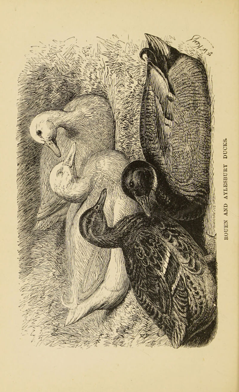 ROUEN AND AYLESBURY DUCKS.