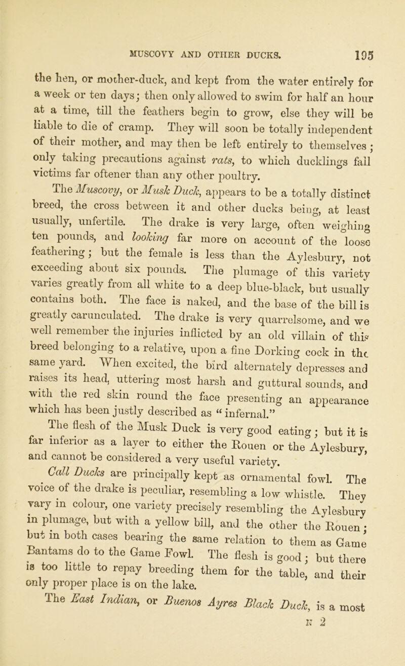 the hen, or mother-duck, and kept from the water entirely for a week or ten days; then only allowed to swim for half an hour at a time, till the feathers begin to grow, else they will be liable to die of cramp. They will soon be totally independent of their mother, and may then be left entirely to themselves • only taking precautions against rats, to which ducklings fail victims far oftener than any other poultry. The Muscovy, or Musk Duck, appears to be a totally distinct breed, the cross between it and other ducks being, at least usually, unfertile. The drake is very large, often weighing ten pounds, and looking far more on account of the loose feathering; but the female is less than the Aylesbury, not exceeding about six pounds. The plumage of this variety varies greatly from all white to a deep blue-black, but usually contains both. The face is naked, and the base of the bill is greatly carunculated. The drake is very quarrelsome, and we well remember the injuries inflicted by an old villain of this breed belonging to a relative, upon a fine Dorking cock in the same yard. When excited, the bird alternately depresses and raises its head, uttering most harsh and guttural sounds, and with the red skm round the face presenting an appearance which has been justly described as “ infernal.” The flesh of the Musk Duck is very good eating; but it is far inferior as a layer to either the Rouen or the Aylesbury, and cannot be considered a very useful variety. . CaJl DacJcs are principally kept as ornamental fowl. The voice of the drake is peculiar, resembling a low whistle. They vary m colour, one variety precisely resembling the Aylesbury in plumage, but with a yellow bill, and the other the Rouen* but in both cases bearing the same relation to them as Game Bantams do to the Game Fowl. The flesh is good ; but there is too little to repay breeding them for the table, and their only proper place is on the lake. The Last Indian,, or Buenos Ayres Black Duck, is a most