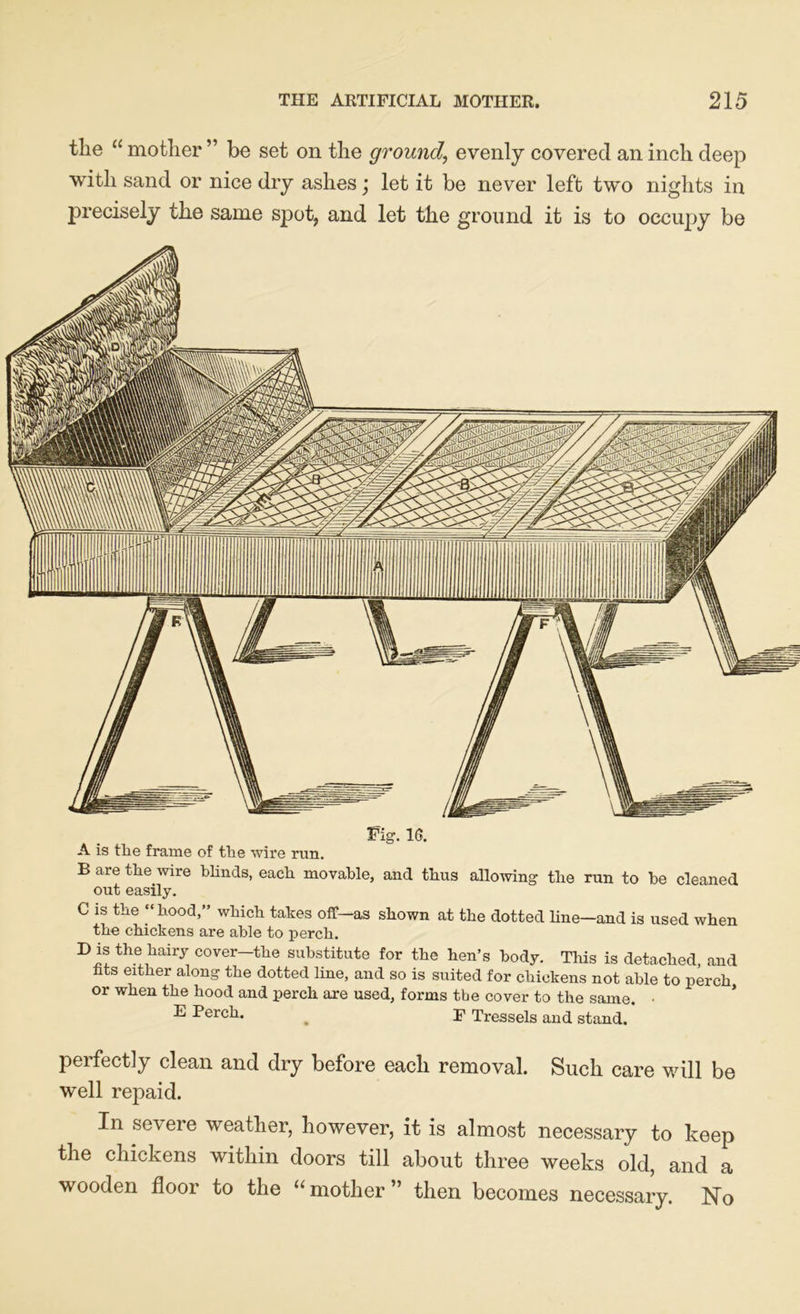 the “ mother ” be set on the ground, evenly covered an inch deep with sand or nice dry ashes; let it be never left two nights in precisely the same spot, and let the ground it is to occupy be Fig. 1(5. A is the frame of the wire run. B are the wire blinds, each movable, and thus allowing the run to be cleaned out easily. C is the “hood,” which takes off—as shown at the dotted line—and is used when the chickens are able to perch. Di! th!1liairj cover~tlie substitute for the hen’s body. This is detached, and hts either along the dotted line, and so is suited for chickens not able to perch or when the hood and perch are used, forms tbe cover to the same. • E Perch. F Tressels and stand. perfectly clean and dry before each removal. Such care will be well repaid. In severe weather, however, it is almost necessary to keep the chickens within doors till about three weeks old, and a wooden floor to the u mother” then becomes necessary. No