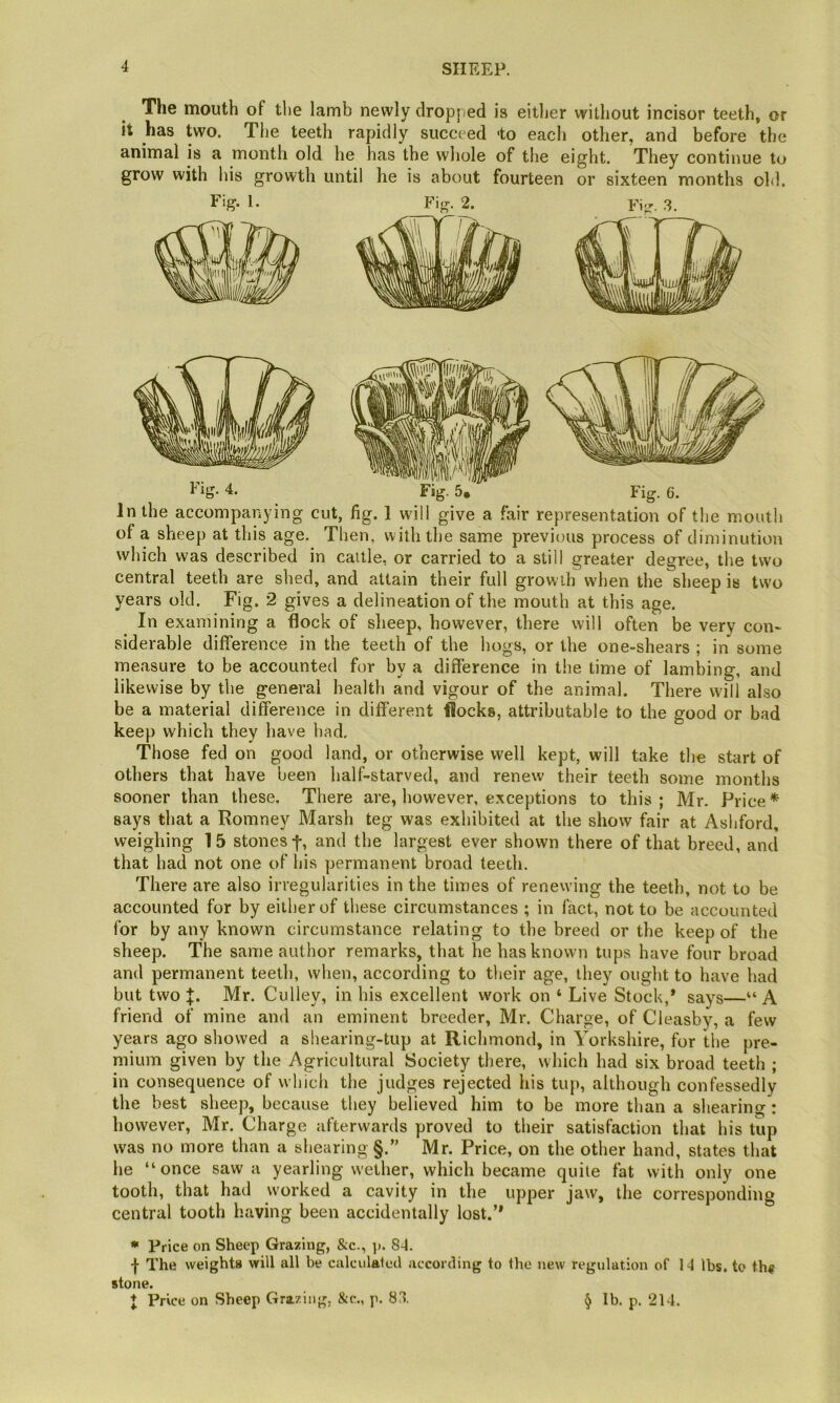 The mouth of the lamb newly dropped is either without incisor teeth, or it has two. The teeth rapidly succeed <to each other, and before the animal is a month old he has the whole of the eight. They continue to grow with his growth until he is about fourteen or sixteen months old. of a sheep at this age. Then, with the same previous process of diminution which was described in caille, or carried to a still greater degree, the two central teeth are shed, and attain their full grow th when the sheep is two years old. Fig. 2 gives a delineation of the mouth at this age. In examining a flock of sheep, however, there will often be very con- siderable difference in the teeth of the hogs, or the one-shears ; in some measure to be accounted for by a difference in the time of lambing, and likewise by the general health and vigour of the animal. There will also be a material difference in different flocks, attributable to the good or bad keep which they have had. Those fed on good land, or otherwise well kept, will take the start of others that have been half-starved, and renew their teeth some months sooner than these. There are, however, exceptions to this ; Mr. Price * says that a Romney Marsh teg was exhibited at the show fair at Ashford, weighing 15 stones f, and the largest ever shown there of that breed, and that had not one of his permanent broad teeth. There are also irregularities in the times of renewing the teeth, not to be accounted for by either of these circumstances ; in fact, not to be accounted for by any known circumstance relating to the breed or the keep of the sheep. The same author remarks, that he has known tups have four broad and permanent teeth, when, according to tiieir age, they ought to have had but two J. Mr. Culley, in his excellent work on ‘ Live Stock,* says—“ A friend of mine and an eminent breeder, Mr. Charge, of Cleasby, a few years ago showed a shearing-tup at Richmond, in Yorkshire, for the pre- mium given by the Agricultural Society there, which had six broad teeth ; in consequence of which the judges rejected his tup, although confessedly the best sheep, because they believed him to be more than a shearing: however, Mr. Charge afterwards proved to their satisfaction that his tup was no more than a shearing §.” Mr. Price, on the other hand, states that he “once saw a yearling wether, which became quite fat with only one tooth, that had worked a cavity in the upper jaw, the corresponding central tooth having been accidentally lost.’* • Price on Sheep Grazing, &c., j). 84. f The weights will all be calculated according to the new regulation of 14 lbs. to th« stone. J Price on Sheep Grazing, &c., ji. 83. § lb, p. 214.