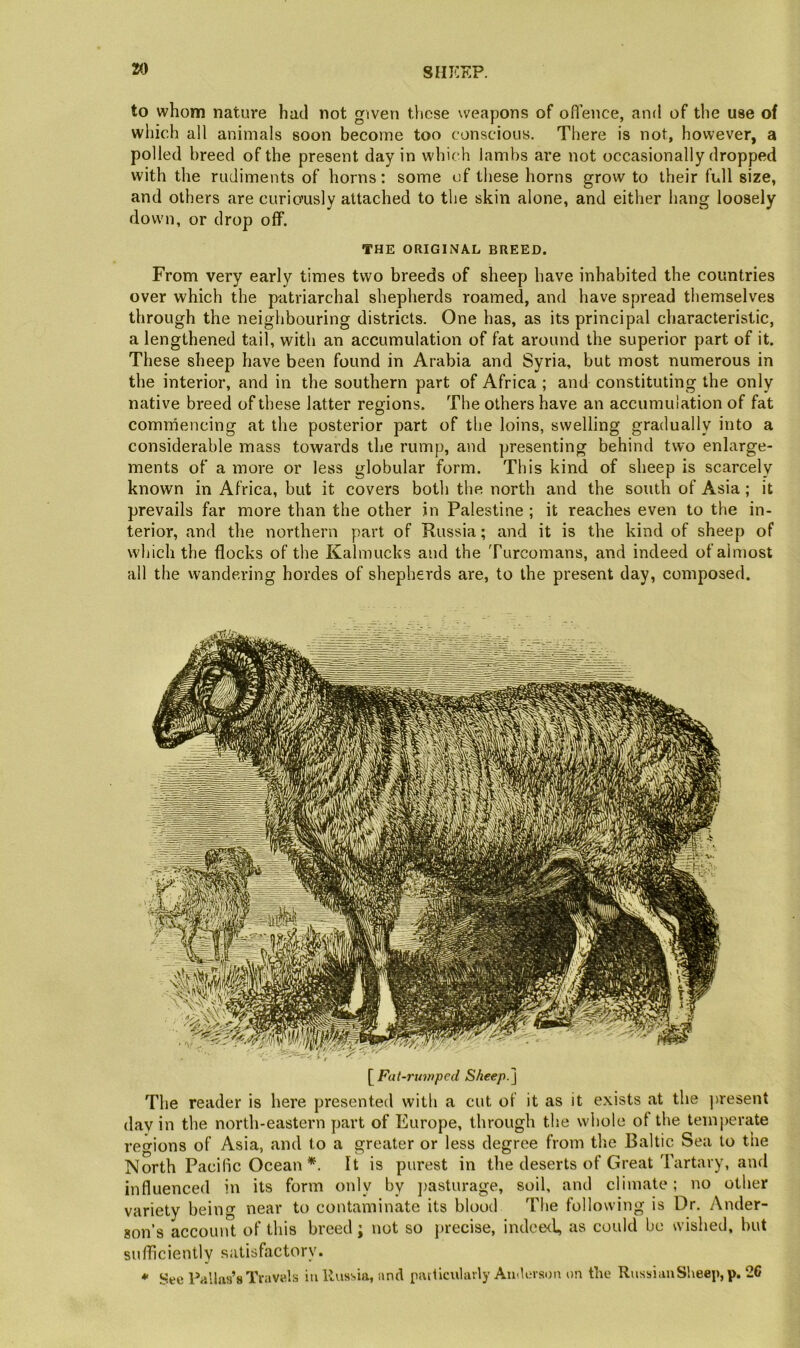 to whom nature had not given these weapons of ofl’ence, and of the use of which all animals soon become too conscious. There is not, however, a polled breed of the present day in which lambs are not occasionally dropped with the rudiments of horns: some of these horns grow to their full size, and others are curiously attached to the skin alone, and either hang loosely down, or drop off. THE ORIGINAL BREED. From very early times two breeds of sheep have inhabited the countries over which the patriarchal shepherds roamed, and have spread themselves through the neighbouring districts. One has, as its principal characteristic, a lengthened tail, with an accumulation of fat around the superior part of it. These sheep have been found in Arabia and Syria, but most numerous in the interior, and in the southern part of Africa ; and constituting the only native breed of these latter regions. The others have an accumulation of fat comrhencing at the posterior part of the loins, swelling gradually into a considerable mass towards the rump, and presenting behind two enlarge- ments of a more or less globular form. This kind of sheep is scarcely known in Africa, but it covers both the north and the south of Asia; it prevails far more than the other in Palestine ; it reaches even to the in- terior, and the northern part of Russia; and it is the kind of sheep of which the flocks of the Kalmucks and the Turcomans, and indeed of almost all the wandering hordes of shepherds are, to the present day, composed. \^Fat-7'uinped SheepT^ The reader is here presented with a cut of it as it exists at the juesent day in the north-eastern part of Europe, through the whole of the teinj)erate regions of Asia, and to a greater or less degree from the Baltic Sea to the North Pacilic Ocean It is purest in the deserts of Great Tartary, ancl influenced in its form only by j)asturage, soil, and climate; no other variety being near to contaminate its blood The following is Dr. Ander- son’s account of this breed ; not so precise, indee<l, as could be wished, but sufficiently satisfactory. ♦ See Pallas’s Travels in Russia, and [nubcularly AudtMson on the Russian Sheep, p. 2C