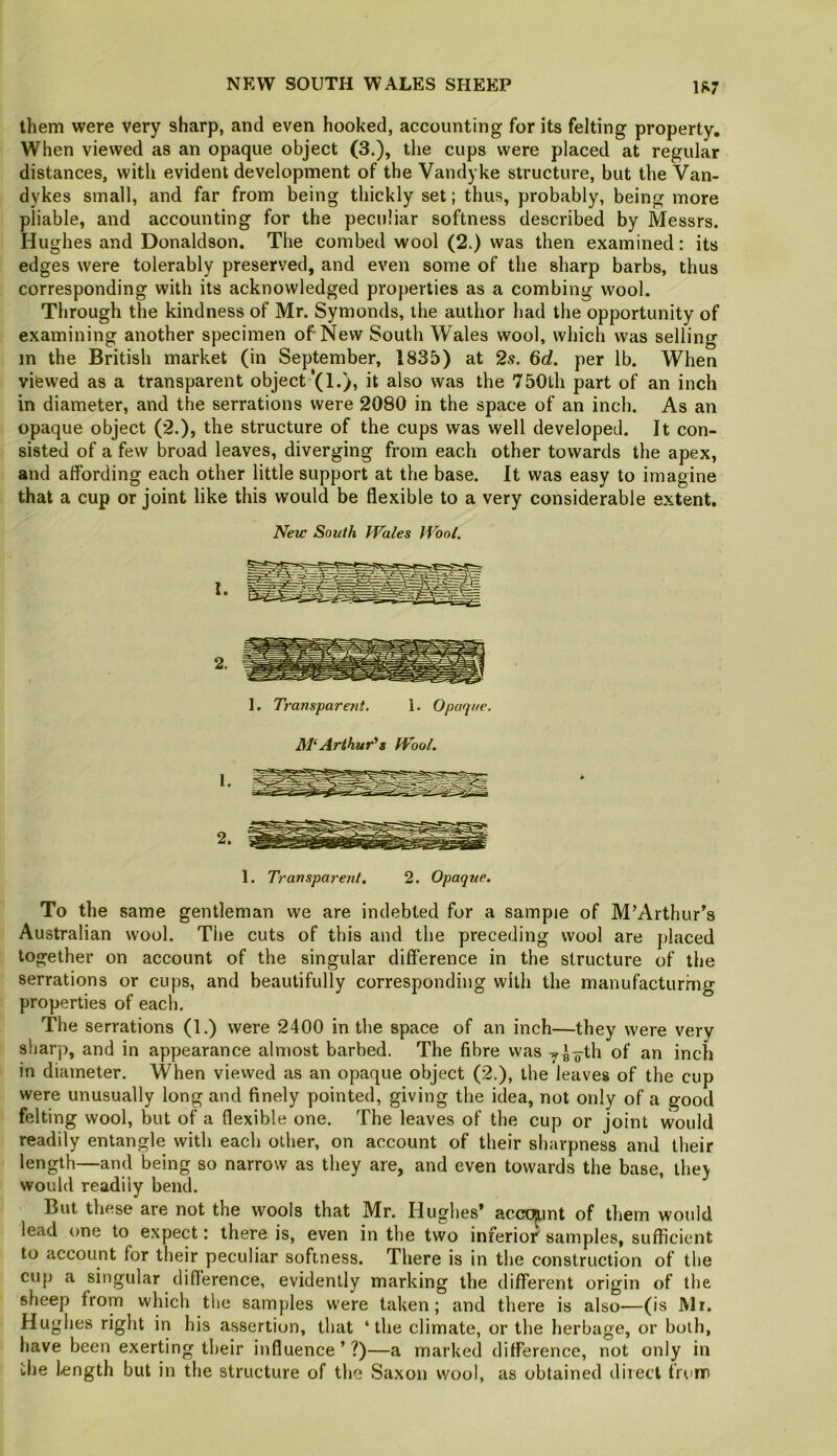 them were very sharp, and even hooked, accounting for its felting property. When viewed as an opaque object (3.), the cups were placed at regular distances, with evident development of the Vandyke structure, but the Van- dykes small, and far from being thickly set; thus, probably, being more pliable, and accounting for the peculiar softness described by Messrs. Hughes and Donaldson. The combed wool (2.) was then examined: its edges were tolerably preserved, and even some of the sharp barbs, thus corresponding with its acknowledged properties as a combing wool. Through the kindness of Mr. Symonds, the author had the opportunity of examining another specimen of New South Wales wool, which was selling in the British market (in September, 1835) at 2s. 6d. per lb. When viewed as a transparent object (1.), it also was the 750th part of an inch in diameter, and the serrations were 2080 in the space of an inch. As an opaque object (2.), the structure of the cups was well developed. It con- sisted of a few broad leaves, diverging from each other towards the apex, and affording each other little support at the base. It was easy to imagine that a cup or joint like this would be flexible to a very considerable extent. Neu’ South Wales Wool. 1. Transpare?it. 1. Opaque. M‘Arthur's Wool. 1. Transparent. 2. Opaque. To the same gentleman we are indebted for a sampie of M’Arthur^s Australian wool. The cuts of this and the preceding wool are placed together on account of the singular difference in the structure of the serrations or cups, and beautifully corresponding with the manufacturing properties of each. The serrations (1.) were 2400 in the space of an inch—they were very sharp, and in appearance almost barbed. The fibre was of an inch in diameter. When viewed as an opaque object (2.), the leaves of the cup were unusually long and finely pointed, giving the idea, not only of a good felting wool, but of a flexible one. The leaves of the cup or joint would readily entangle with each other, on account of their sharpness and their length—and being so narrow as they are, and even towards the base, lhe> would readily bend. But these are not the wools that Mr. Hughes* acco^int of them would lead one to expect: there is, even in the two inferior' samples, sufficient to account for their peculiar softness. There is in the construction of the cup a singular difference, evidently marking the different origin of the sheep from which the samples were taken; and there is also—(is Mr. Hughes right in his assertion, that ‘the climate, or the herbage, or both, have been exerting their influence ’ ?)—a marked difference, not only in tlje length but in the structure of the Saxon wool, as obtained direct from