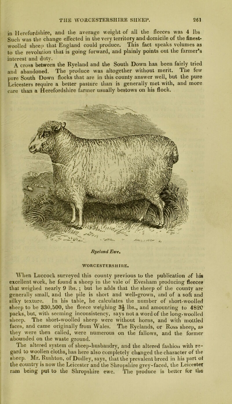 in Herefordshire, and tlie average vveiglit of all the fleeces was 4 lbs Such was the change effected in the very territory and domicile of the finest- woolled sheep that England could produce. This fact speaks volumes as to the revolution that is going forward, and plainly points out the farmer’s interest and duty. A cross between the Ryeland and the South Down has been fairly tried and abandoned. The produce was altogether without merit. The few pure South Down flocks that are in this county answer well, but the pure Leicesters require a better pasture than is generally met with, and more care than a Herefordshire farmer usually bestows on his flock. Ryeland Ewe, WORCESTERSHIRE. When Luccock surveyed this county previous to the publication of his excellent work, he found a sheep in the vale of Evesham producing fleeces that weighed nearly 9 lbs. ; but he adds that the sheep of the county are generally small, and the pile is short and well-grown, and of a soft and silky texture. In his table, he calculates the number of short-woolled sheep to be 330,500, the fleece weighing 3^ lbs., and amounting to 4820 packs, but, with seeming inconsistency, says not a word of the long-woolled sheep. The short-woolled sheep were without horns, and with mottled faces, and came originally from Wales. The Ryclands, or Ross sheep, as they were then called, were numerous on the fallows, and the former abounded on the waste ground. The altered system of sheep-husbandry, and the altered fashion with re- gard to woollen cloths, has here also completely changed the character of the sheep. Mr. Rushton, of Dudley, says, that the prevalent breed in his part of the country is now the Leicester and the Shro])shire grey-faced, the Leicester rarn being put to the Shropshire ewe. The produce is better for the