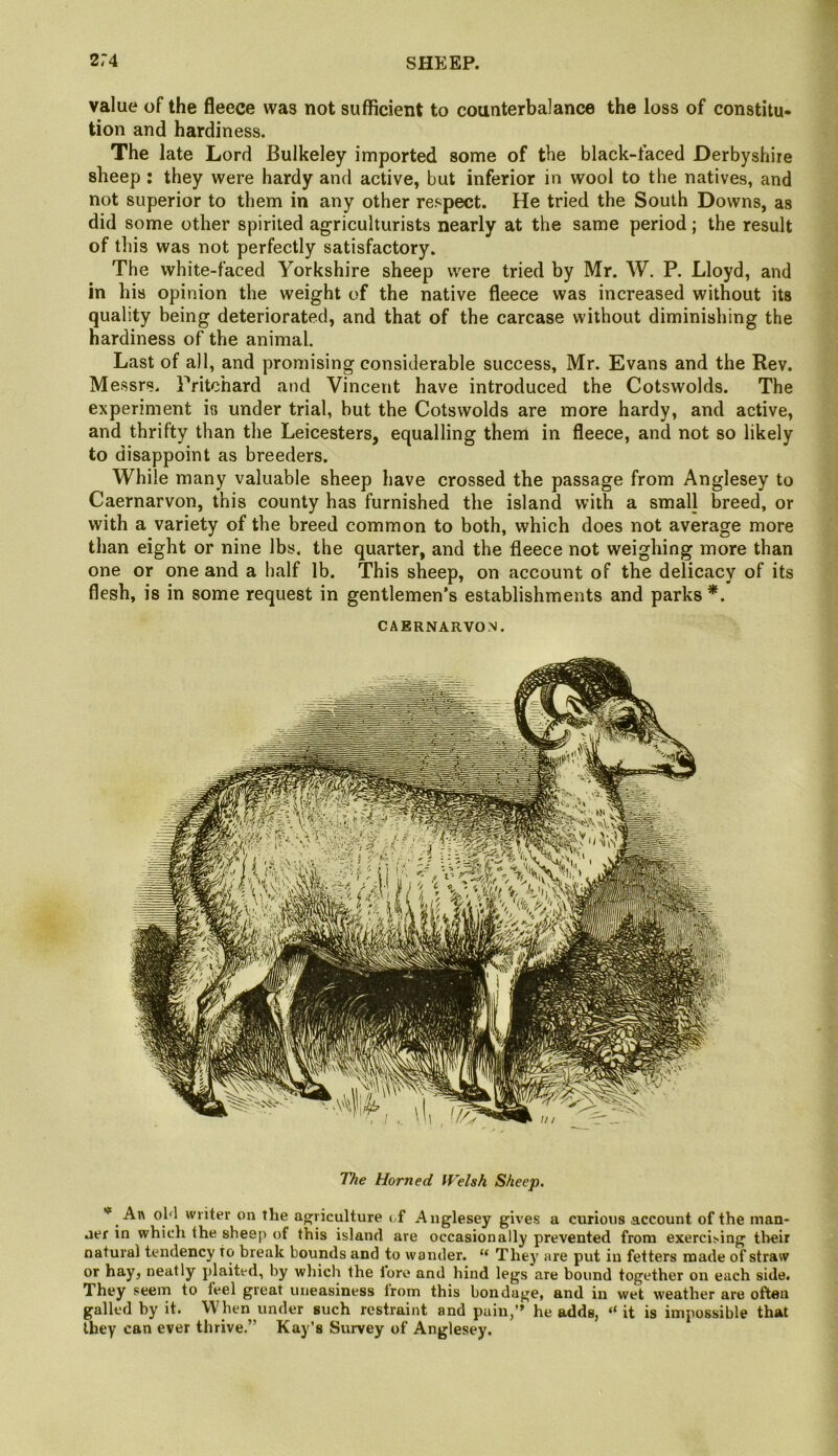 value of the fleece was not sufficient to counterbalance the loss of constitu- tion and hardiness. The late Lord Bulkeley imported some of the black-faced Derbyshire sheep : they were hardy and active, but inferior in wool to the natives, and not superior to them in any other respect. He tried the South Downs, as did some other spirited agriculturists nearly at the same period; the result of this was not perfectly satisfactory. The white-faced Yorkshire sheep were tried by Mr. W. P. Lloyd, and in his opinion the weight of the native fleece was increased without its quality being deteriorated, and that of the carcase without diminishing the hardiness of the animal. Last of all, and promising considerable success, Mr. Evans and the Rev. Messrs. Pritchard and Vincent have introduced the Cotswolds. The experiment is under trial, but the Cotswolds are more hardy, and active, and thrifty than the Leicesters, equalling them in fleece, and not so likely to disappoint as breeders. While many valuable sheep have crossed the passage from Anglesey to Caernarvon, this county has furnished the island with a small breed, or with a variety of the breed common to both, which does not average more than eight or nine lbs. the quarter, and the fleece not weighing more than one or one and a half lb. This sheep, on account of the delicacy of its flesh, is in some request in gentlemen’s establishments and parks*. CAERNARVON. The Horned Welsh Sheep. ’“ An oM writer on the ap^riculture (,f .Anglesey gives a curious account of the man- ner in which the shes[) of this island are occasionally prevented from exercising their natural tendency to break bounds and to wander. “ They are put in fetters made of straw or hay, neatly j)laited, by which the tore and hind legs are bound together on each side. They seem to feel great uneasiness from this bondage, and in wet weather are often galled by it. When under such restraint and pain,” he adds, “ it is impossible that they can ever thrive.” Kay’s Survey of Anglesey.