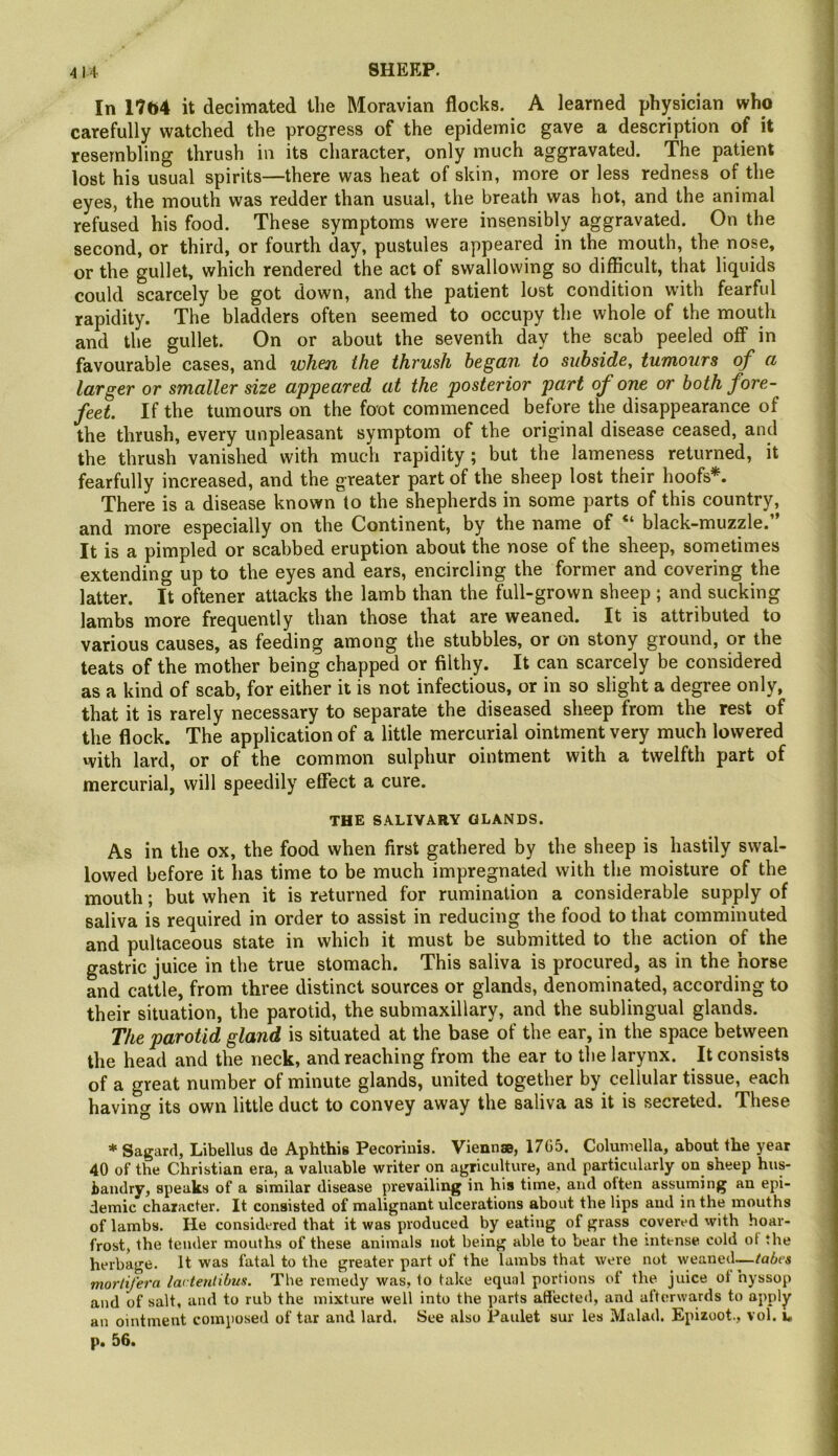 In 1704 it decimated the Moravian flocks. A learned physician who carefully watched the progress of the epidemic gave a description of it resembling thrush in its character, only much aggravated. The patient lost his usual spirits—there was heat of skin, more or less redness of the eyes, the mouth was redder than usual, the breath was hot, and the animal refused his food. These symptoms were insensibly aggravated. On the second, or third, or fourth day, pustules appeared in the mouth, the nose, or the gullet, which rendered the act of swallowing so difficult, that liquids could scarcely be got down, and the patient lost condition with fearful rapidity. The bladders often seemed to occupy the whole of the mouth and the gullet. On or about the seventh day the scab peeled off in favourable cases, and wJi€n the thrush began to subside, tumours of a larger or smaller size appeared at the posterior part of om or both fore- feet. If the tumours on the foot commenced before the disappearance of the thrush, every unpleasant symptom of the original disease ceased, and the thrush vanished with much rapidity; but the lameness returned, it fearfully increased, and the greater part of the sheep lost their hoofs*. There is a disease known to the shepherds in some parts of this country, and more especially on the Continent, by the name of “ black-muzzle.” It is a pimpled or scabbed eruption about the nose of the sheep, sometimes extending up to the eyes and ears, encircling the former and covering the latter. It oftener attacks the lamb than the full-grown sheep ; and sucking lambs more frequently than those that are weaned. It is attributed to various causes, as feeding among the stubbles, or on stony ground, or the teats of the mother being chapped or filthy. It can scarcely be considered as a kind of scab, for either it is not infectious, or in so slight a degree only, that it is rarely necessary to separate the diseased sheep from the rest of the flock. The application of a little mercurial ointment very much lowered with lard, or of the common sulphur ointment with a twelfth part of mercurial, will speedily effect a cure. THE SALIVARY GLANDS. As in the ox, the food when first gathered by the sheep is hastily swal- lowed before it has time to be much impregnated with the moisture of the mouth; but when it is returned for rumination a considerable supply of saliva is required in order to assist in reducing the food to that comminuted and pultaceous state in which it must be submitted to the action of the gastric juice in the true stomach. This saliva is procured, as in the horse and cattle, from three distinct sources or glands, denominated, according to their situation, the parotid, the submaxillary, and the sublingual glands. The parotid gland is situated at the base of the ear, in the space between the head and the neck, and reaching from the ear to the larynx. It consists of a great number of minute glands, united together by cellular tissue, each having its own little duct to convey away the saliva as it is secreted. These * Sagard, Libellus de Aphthis Pecoriuia. Viennae, 17G5. Columella, about the year 40 of the Christian era, a valuable writer on agriculture, and particularly on sheep hus- bandry, speaks of a similar disease prevailing in his time, and often assuming an epi- demic character. It consisted of malignant ulcerations about the lips and in the mouths of lambs. He considered that it was produced by eating of grass covered with hoar- frost, the tender mouths of these animals not being able to bear the intense cold ot the herbage. It was fatal to the greater part of the lambs that were not weaned.^—tabes mortifera lartetitibus. The remedy was, to take equal portions of the juice ot hyssop and of salt, and to rub the mixture well into the parts affected, and afterwards to apply an ointment composed of tar and lard. See also Paulet sur les Malad. Epizoot., vol. u p. 56.