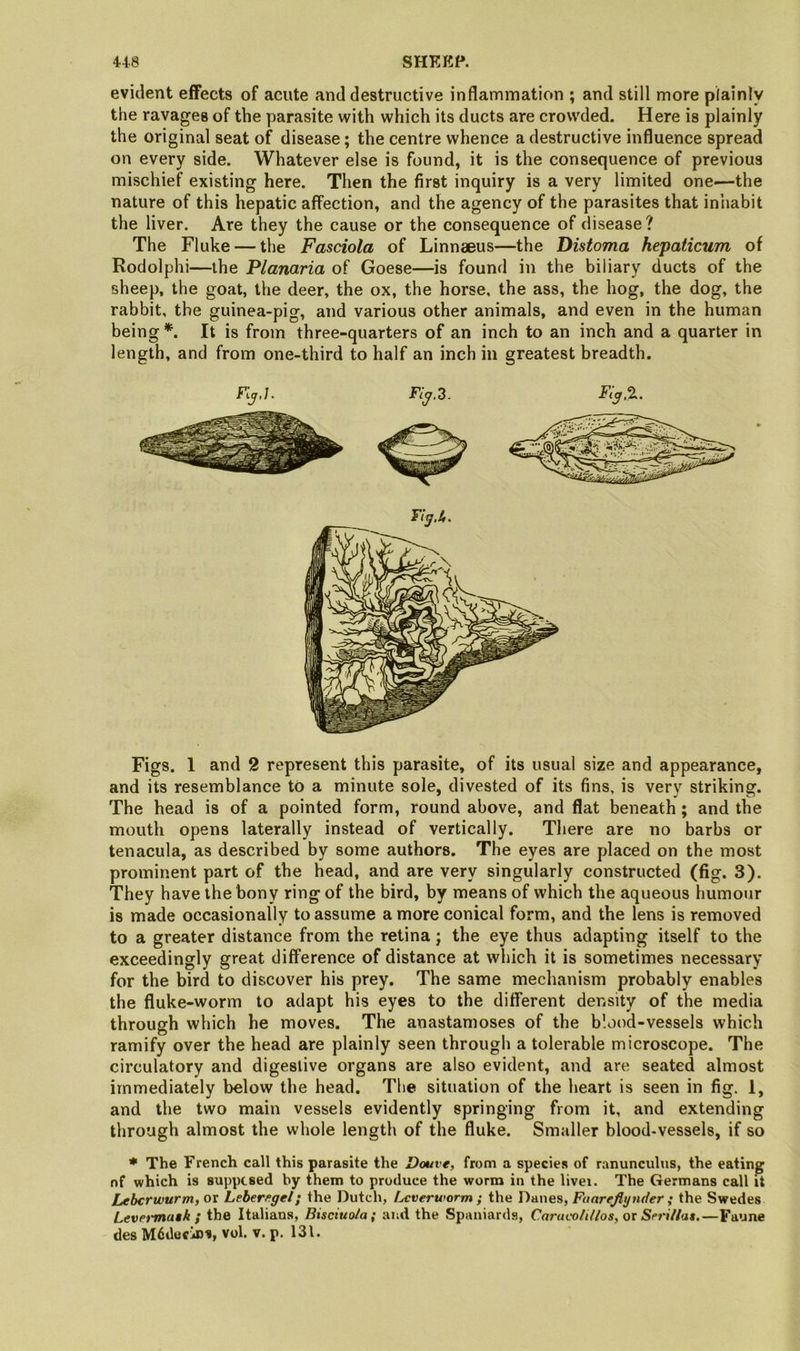 44-8 SHKKP. evident effects of acute and destructive inflammation ; and still more plainly the ravages of the parasite with which its ducts are crowded. Here is plainly the original seat of disease; the centre whence a destructive influence spread on every side. Whatever else is found, it is the consequence of previous mischief existing here. Then the first inquiry is a very limited one—the nature of this hepatic affection, and the agency of the parasites that inhabit the liver. Are they the cause or the consequence of disease? The Fluke — the Fasciola of Linnaeus—the Distoma hepaticum of Rodolphi—the Planaria of Goese—is found in the biliary ducts of the sheep, the goat, the deer, the ox, the horse, the ass, the hog, the dog, the rabbit, the guinea-pig, and various other animals, and even in the human being*. It is from three-quarters of an inch to an inch and a quarter in length, and from one-third to half an inch in greatest breadth. Fi^,2. Figs. 1 and 2 represent this parasite, of its usual size and appearance, and its resemblance to a minute sole, divested of its fins, is very striking. The head is of a pointed form, round above, and flat beneath; and the mouth opens laterally instead of vertically. There are no barbs or tenacula, as described by some authors. The eyes are placed on the most prominent part of the head, and are very singularly constructed (fig. 3). They have the bony ring of the bird, by means of which the aqueous humour is made occasionally to assume a more conical form, and the lens is removed to a greater distance from the retina; the eye thus adapting itself to the exceedingly great difference of distance at which it is sometimes necessary for the bird to discover his prey. The same mechanism probably enables the fluke-worm to adapt his eyes to the different density of the media through which he moves. The anastamoses of the blood-vessels which ramify over the head are plainly seen through a tolerable microscope. The circulatory and digestive organs are also evident, and are seated almost immediately below the head. Tlie situation of the heart is seen in fig. 1, and the two main vessels evidently springing from it, and extending through almost the whole length of the fluke. Smaller blood-vessels, if so ♦ The French call this parasite the Douve, from a species of ranunculus, the eating nf which is suppcsed by them to produce the worm in the liver. The Germans call it Liebcrwurm, or Leber^gelj the Dutch, Ijcverworm ; the Danes, Fonrejlynder ; the Swedes Levet-matk ; the Italians, Bisciuola; and the Spaniards, Cnracohllos,oi Serillat,—Faune