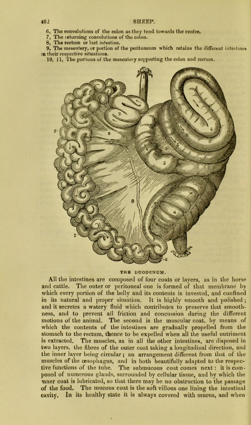 6, The convolutions of the colon as they tend towards the centre. 7, The returninjy convolutions of the colon. 8, The rectum or last intestine. 9, The mesentery, or portion of the peritoneum which retains the different inteslineb in their respective situations. 10, 11, The portions of the mesentery supporting the colon and rectum. THB DUODENUM. All the intestines are composed of four coats or layers, as in the horse and cattle. Tiie outer or peritoneal one is formed of that membrane by which every portion of the belly and its contents is invested, and confined in its natural and proper situation. It is highly smooth and polished ; and it secretes a watery fluid which contributes to preserve that smooth- ness, and to prevent all friction and concussion during the different motions of the animal. The second is the muscular coat, by means of which the contents of the intestines are gradually propelled from the stomach to the rectum, thence to be expelled when all the useful nutriment is extracted. The muscles, as in all the other intestines, are disposed in two layers, the fibres of the outer coat taking a longitudinal direction, and the inner layer being circular; an arrangement different from that of the muscles of the oesophagus, and in both beautifully adapted to the respec- tive functions of the tube. The submucous coat comes next: it is com- posed of numerous glands, surrounded by cellular tissue, and by which the •nner coat is lubricated, so that there may be no obstruction to the passage of the food. The mucous coat is the soft villous one lining the intestinal cavity. In its healthy state it is always covered with mucus, and when