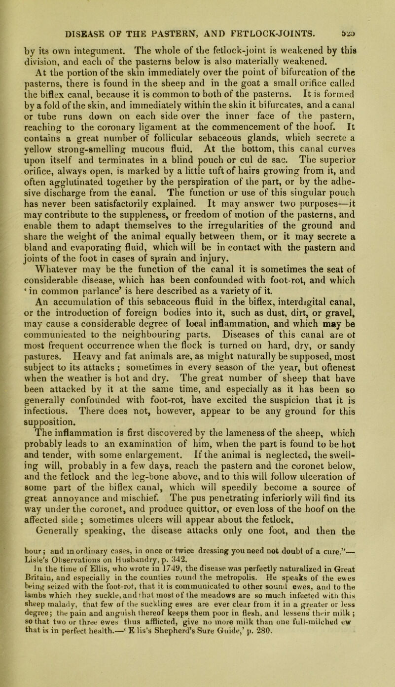 DISEASE OF THE PASTERN, AND FETLOCK-JOINTS. by its own integmnent. The whole of the fetlock-joint is weakened by this division, and each of the pasterns below is also materially weakened. At the portion of the skin immediately over the point of bifurcation of the pasterns, there is found in the sheep and in the goat a small orifice called the biflex canal, because it is common to both of the pasterns. It is formed by a fold of the skin, and immediately within the skin it bifurcates, and a canal or tube runs down on each side over the inner face of the pastern, reaching to the coronary ligament at the commencement of the hoof. It contains a great number of follicular sebaceous glands, which secrete a yellow strong-smelling mucous fluid. At the bottom, this canal curves upon itself and terminates in a blind pouch or cul de sac. The superior orifice, always open, is marked by a little tuft of hairs growing from it, and often agglutinated together by the perspiration of the part, or by the adhe- sive discharge from the canal. The function or use of this singular pouch has never been satisfactorily explained. It may answer two purposes—it may contribute to the suppleness, or freedom of motion of the pasterns, and enable them to adapt themselves to the irregularities of the ground and share the weight of the animal equally between them, or it may secrete a bland and evaporating fluid, which will be in contact with the pastern and joints of the foot in cases of sprain and injury. Whatever may be the function of the canal it is sometimes the seat of considerable disease, which has been confounded with foot-rot, and which ‘ in common parlance* is here described as a variety of it. An accumulation of this sebaceous fluid in the biflex, interdigital canal, or the introduction of foreign bodies into it, such as dust, dirt, or gravel, may cause a considerable degree of local inflammation, and which may be communicated to the neighbouring parts. Diseases of this canal are ot most frequent occurrence when the flock is turned on hard, dry, or sandy pastures. Heavy and fat animals are, as might naturally be supposed, most subject to its attacks ; sometimes in every season of the year, but oftenest when the weather is hot and dry. The great number of sheep that have been attacked by it at the same time, and especially as it has been so generally confounded with foot-rot, have excited the suspicion that it is infectious. There does not, however, appear to be any ground for this supposition. The inflammation is first discovered by the lameness of the sheep, which probably leads to an examination of him, when the part is found to be hot and tender, with some enlargement. If the animal is neglected, the swell- ing will, probably in a few days, reach the pastern and the coronet below, and the fetlock and the leg-bone above, and to this will follow ulceration of some part of the biflex canal, which will speedily become a source of great annovance and mischief. The pus penetrating inferiorly will find its way under the coronet, and produce quittor, or even loss of the hoof on the affected side; sometimes ulcers will appear about the fetlock. Generally speaking, the disease attacks only one foot, and then the hour; and inordinary cases, in once or twice dressing you need not doubt of a cure.”— Lisle’s Observations on Husbandry, p. 342. In the time of Ellis, who wrote in 1749, the disease was perfectly naturalized in Great Britain, and especially in the counties round the metropolis. He speaks of the ewes being seized with the foot-rot, that it is communicated to other sound ewes, and to the lambs which they suckle, and that most of the meadows are so much infected with this sheep malady, that few of the suckling ewes are ever clear from it in a greater or less degree; the pain and anguish thereof keeps them poor in flesh, and lessens their milk ; so that two or three ewes thus afflicted, give no more milk than one full-milched ew that is in perfect health.—‘ E lis’s Shepherd’s Sure Guide,’ p. 280.