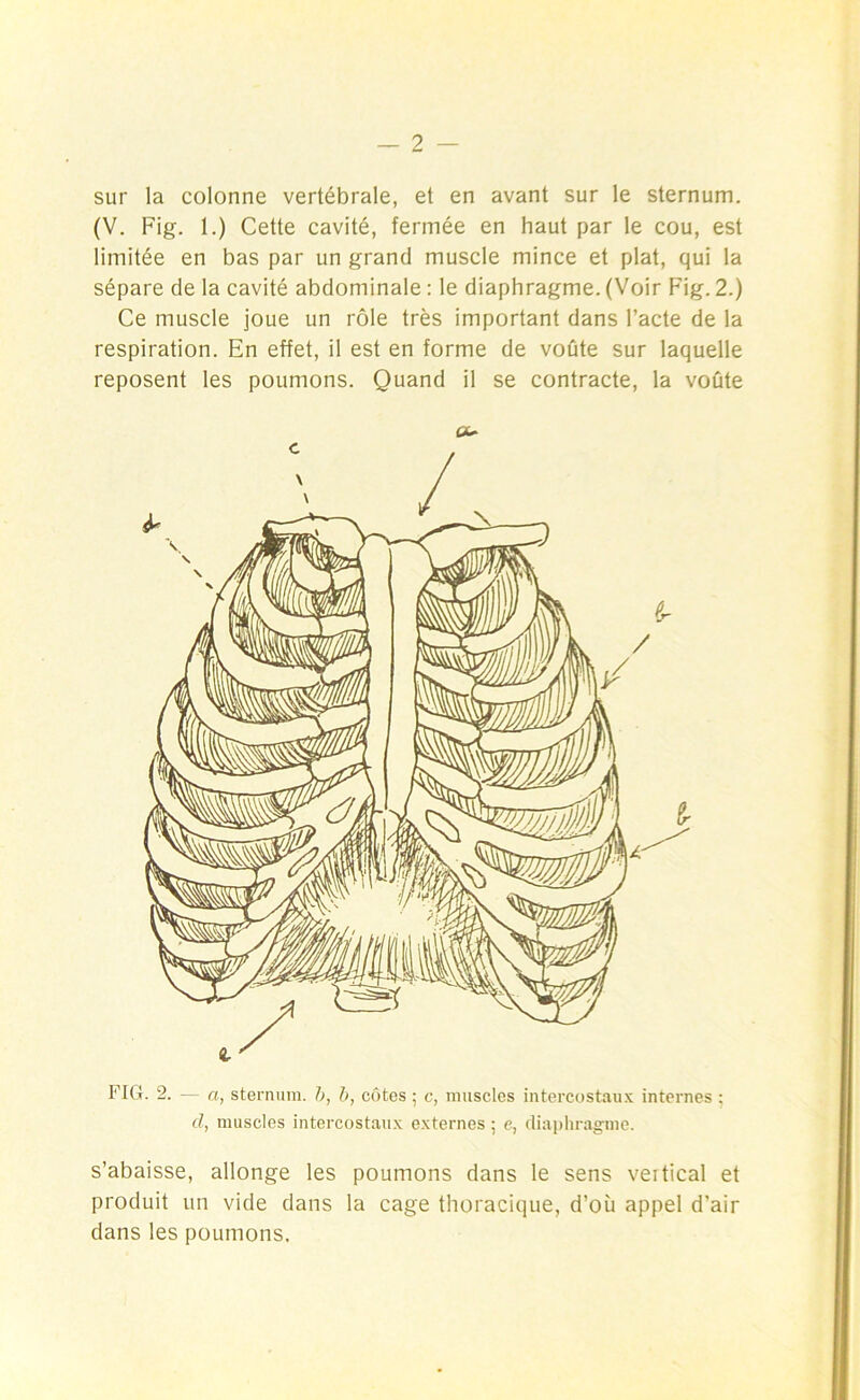 sur la colonne vertébrale, et en avant sur le sternum. (V. Fig. 1.) Cette cavité, fermée en haut par le cou, est limitée en bas par un grand muscle mince et plat, qui la sépare de la cavité abdominale : le diaphragme. (Voir Fig. 2.) Ce muscle joue un rôle très important dans l’acte de la respiration. En effet, il est en forme de voûte sur laquelle reposent les poumons. Quand il se contracte, la voûte GU FIG. 2. — et, sternum, b, b, côtes ; c, muscles intercostaux internes : cl, muscles intercostaux externes ; e, diaphragme. s’abaisse, allonge les poumons dans le sens veitical et produit un vide dans la cage thoracique, d’où appel d'air dans les poumons.