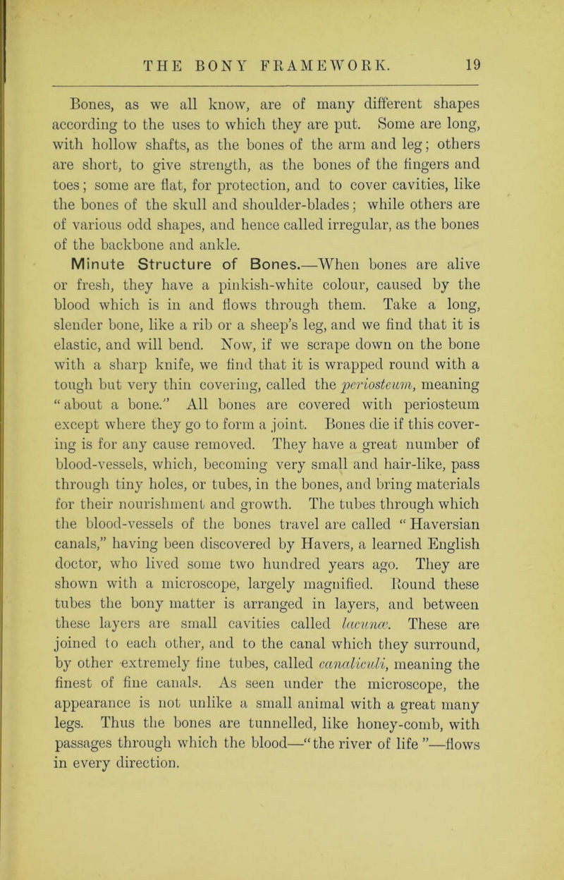 Bones, as we all know, are of many different shapes according to the uses to which they are put. Some are long, with hollow shafts, as the bones of the arm and leg; others are short, to give strength, as the bones of the lingers and toes; some are flat, for protection, and to cover cavities, like the bones of the skull and shoulder-blades; while others are of various odd shapes, and hence called irregular, as the bones of the backbone and ankle. Minute Structure of Bones.—When bones are alive or fresh, they have a pinkish-white colour, caused by the blood which is in and flows through them. Take a long, slender bone, like a rib or a sheep’s leg, and we find that it is elastic, and will bend. Now, if we scrape down on the bone with a sharp knife, we find that it is wrapped round with a tough but very thin covering, called the periosteum, meaning “ about a bone. All bones are covered with periosteum except where they go to form a joint. Bones die if this cover- ing is for any cause removed. They have a great number of blood-vessels, which, becoming very small and hair-like, pass through tiny holes, or tubes, in the bones, and bring materials for their nourishment and growth. The tubes through which the blood-vessels of the bones travel are called “ Haversian canals,” having been discovered by Havers, a learned English doctor, who lived some two hundred years ago. They are shown with a microscope, largely magnified. Round these tubes the bony matter is arranged in layers, and between these layers are small cavities called lacuna’. These are joined to each other, and to the canal which they surround, by other extremely fine tubes, called canaliculi, meaning the finest of fine canals. As seen under the microscope, the appearance is not unlike a small animal with a great many legs. Thus the bones are tunnelled, like honey-comb, with passages through which the blood—“the river of life”—flows in every direction.