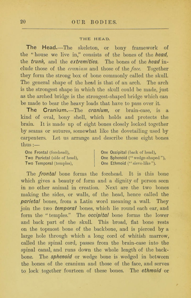 THE HEAD. The Head.—The skeleton, or bony framework of the “ house we live in,” consists of the bones of the head, the trunk, and the extremities. The bones of the head in- clude those of the cranium and those of the face. Together they form the strong box of bone commonly called the skull. The general shape of the head is that of an arch. The arch is the strongest shape in which the skull could be made, just as the arched bridge is the strongest-shaped bridge which can be made to bear the heavy loads that have to pass over it. The C ranium.—The cranium, or brain-case, is a kind of oval, bony shell, which holds and protects the brain. It is made up of eight bones closely locked together by seams or sutures, somewhat like the dovetailing used by carpenters. Let us arrange and describe these eight bones thus:— One Frontal (forehead), Two Parietal (side of head), Two Temporal (temples), One Occipital (back of head), One Sphenoid (“wedge-shaped”), One Ethmoid (“sieve-like”). The frontal bone forms the forehead. It is this bone which gives a beauty of form and a dignity of person seen in no other animal in creation. Xext are the two bones making the sides, or walls, of the head, hence called the parietal bones, from a Latin word meaning a wall. They join the two temporal bones, which lie round each ear, and form the “ temples.” The occipital bone forms the lower and back part of the skull. This broad, flat bone rests on the topmost bone of the backbone, and is pierced by a large hole through which a long cord of whitish marrow, called the spinal cord, passes from the brain-case into the spinal canal, and runs down the whole length of the back- bone. The sphenoid or wedge bone is wedged in between the bones of the cranium and those of the face, and serves to lock together fourteen of these bones. The ethmoid or
