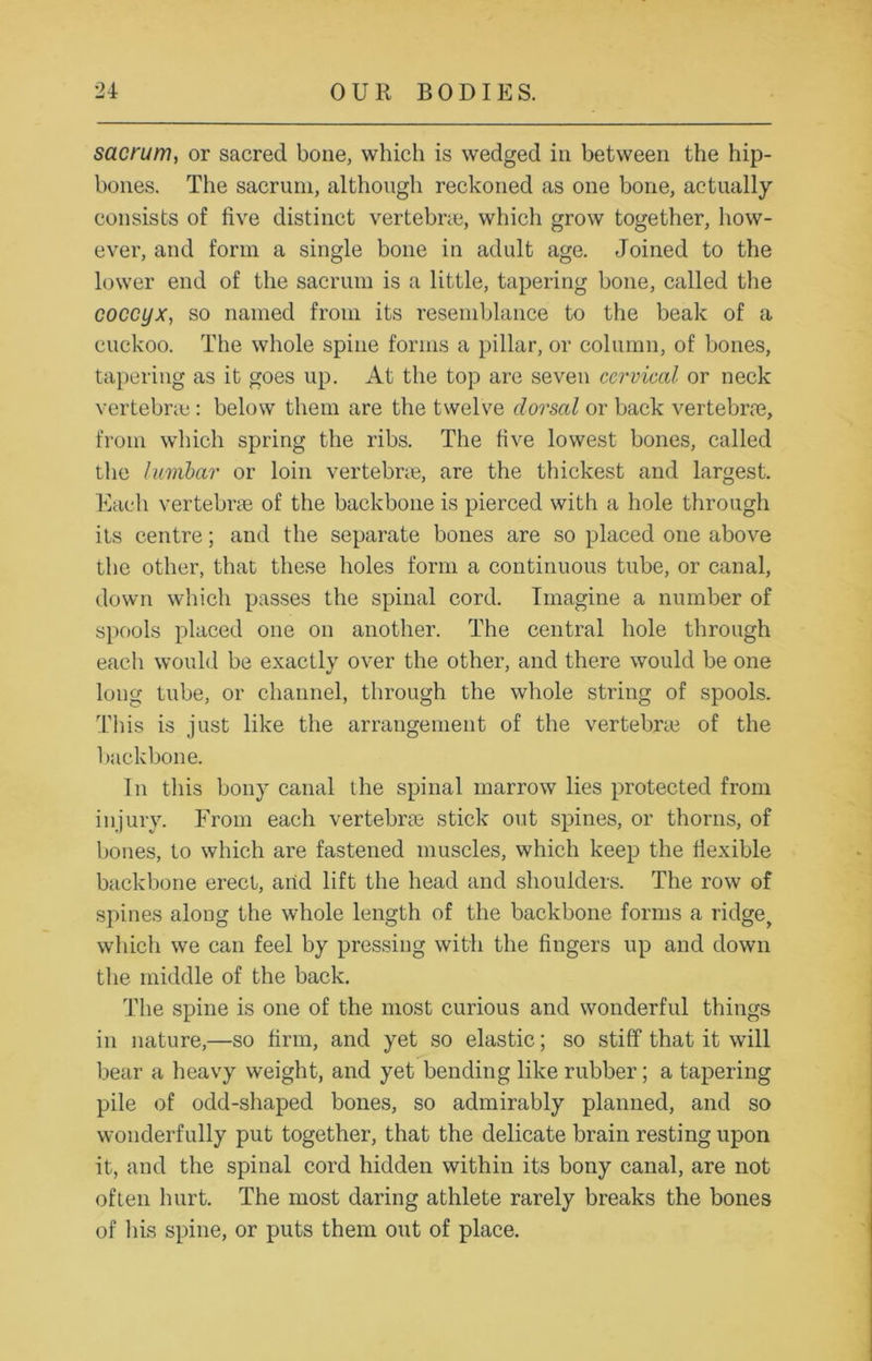 sacrum, or sacred bone, which is wedged in between the hip- bones. The sacrum, although reckoned as one bone, actually consists of live distinct vertebne, which grow together, how- ever, and form a single bone in adult age. Joined to the lower end of the sacrum is a little, tapering bone, called the coccyx, so named from its resemblance to the beak of a cuckoo. The whole spine forms a pillar, or column, of bones, tapering as it goes up. At the top are seven cervical or neck vertebrae: below them are the twelve dorsal or back vertebrae, from which spring the ribs. The five lowest bones, called the lumbar or loin vertebrae, are the thickest and largest. Each vertebrae of the backbone is pierced with a hole through its centre; and the separate bones are so placed one above the other, that these holes form a continuous tube, or canal, down which passes the spinal cord. Imagine a number of spools placed one on another. The central hole through each would be exactly over the other, and there would be one long tube, or channel, through the whole string of spools. This is just like the arrangement of the vertebne of the backbone. In this bony canal the spinal marrow lies protected from injury. From each vertebra: stick out spines, or thorns, of bones, to which are fastened muscles, which keep the flexible backbone erect, aiid lift the head and shoulders. The row of spines along the whole length of the backbone forms a ridge, which we can feel by pressing with the fingers up and down the middle of the back. The spine is one of the most curious and wonderful things in nature,—so firm, and yet so elastic; so stiff that it will bear a heavy weight, and yet bending like rubber; a tapering pile of odd-shaped bones, so admirably planned, and so wonderfully put together, that the delicate brain resting upon it, and the spinal cord hidden within its bony canal, are not often hurt. The most daring athlete rarely breaks the bones of his spine, or puts them out of place.