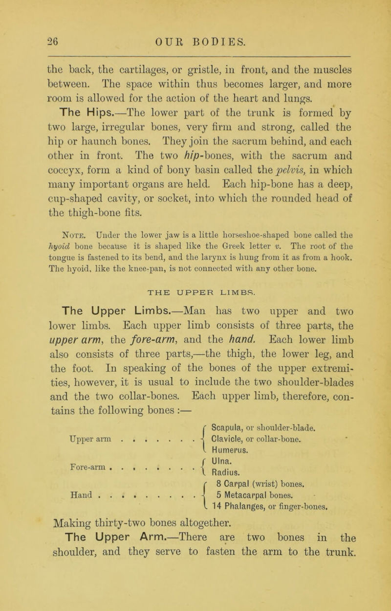 the back, the cartilages, or gristle, in front, and the muscles between. The space within thus becomes larger, and more room is allowed for the action of the heart and lungs. * The Hips.—The lower part of the trunk is formed by two large, irregular bones, very firm and strong, called the hip or haunch bones. They join the sacrum behind, and each other in front. The two hip-bones, with the sacrum and coccyx, form a kind of bony basin called the pelvis, in which many important organs are held. Each hip-bone has a deep, cup-shaped cavity, or socket, into which the rounded head of the thigh-bone fits. Note. Under the lower jaw is a little horseslioe-shaped bone called the hyoid bone because it is shaped like the Greek letter v. The root of the tongue is fastened to its bend, and the larynx is hung from it as from a hook. The hyoid, like the knee-pan, is not connected with any other bone. THE UPPER LIMBS. The Upper Limbs.—Man has two upper and two lower limbs. Each upper limb consists of three parts, the upper arm, the fore-arm, and the hand. Each lower limb also consists of three parts,—the thigh, the lower leg, and the foot. In speaking of the bones of the upper extremi- ties, however, it is usual to include the two shoulder-blades and the two collar-bones. Each upper limb, therefore, con- tains the following bones :— ( Scapula, or shoulder-blade. Upper arm -! Clavicle, or collar-bone. I Humerus. / Ulna- Fore-arm 1 I Radius. {8 Carpal (wrist) bones. 5 Metacarpal bones. 14 Phalanges, or finger-bones. Making thirty-two bones altogether. The Upper Arm.—There are two bones in the shoulder, and they serve to fasten the arm to the trunk.