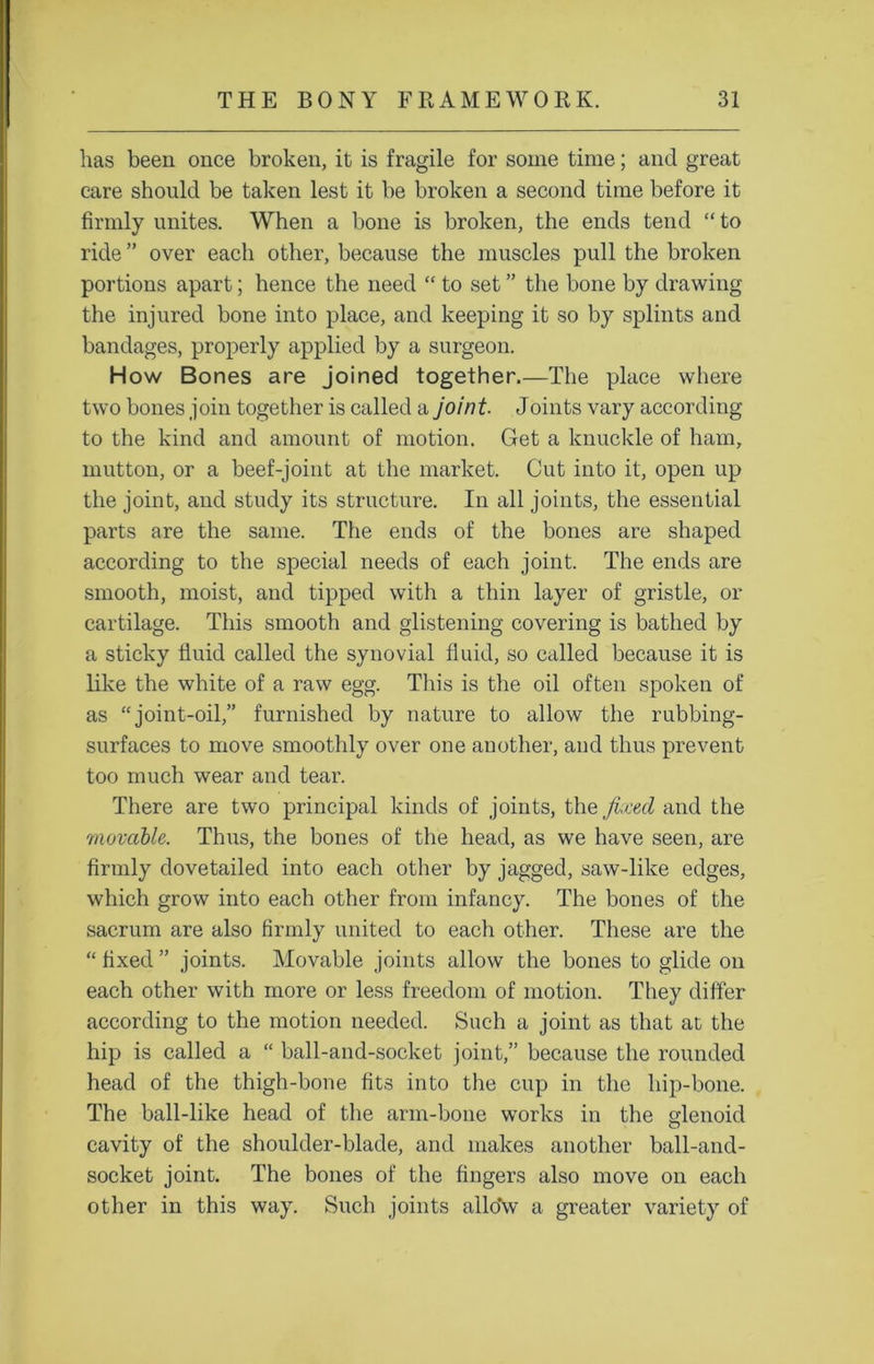 lias been once broken, it is fragile for some time; and great care should be taken lest it be broken a second time before it firmly unites. When a bone is broken, the ends tend “ to ride ” over each other, because the muscles pull the broken portions apart; hence the need “ to set ” the bone by drawing the injured bone into place, and keeping it so by splints and bandages, properly applied by a surgeon. How Bones are joined together.—The place where two bones join together is called a joint. Joints vary according to the kind and amount of motion. Get a knuckle of ham, mutton, or a beef-joint at the market. Cut into it, open up the joint, and study its structure. In all joints, the essential parts are the same. The ends of the bones are shaped according to the special needs of each joint. The ends are smooth, moist, and tipped with a thin layer of gristle, or cartilage. This smooth and glistening covering is bathed by a sticky fluid called the synovial fluid, so called because it is like the white of a raw egg. This is the oil often spoken of as “joint-oil,” furnished by nature to allow the rubbing- surfaces to move smoothly over one another, and thus prevent too much wear and tear. There are two principal kinds of joints, the fixed and the movable. Thus, the bones of the head, as we have seen, are firmly dovetailed into each other by jagged, saw-like edges, which grow into each other from infancy. The bones of the sacrum are also firmly united to each other. These are the “ fixed ” joints. Movable joints allow the bones to glide on each other with more or less freedom of motion. They differ according to the motion needed. Such a joint as that at the hip is called a “ ball-and-socket joint,” because the rounded head of the thigh-bone fits into the cup in the hip-bone. The ball-like head of the arm-bone works in the glenoid cavity of the shoulder-blade, and makes another ball-and- socket joint. The bones of the fingers also move on each other in this way. Such joints allo'w a greater variety of