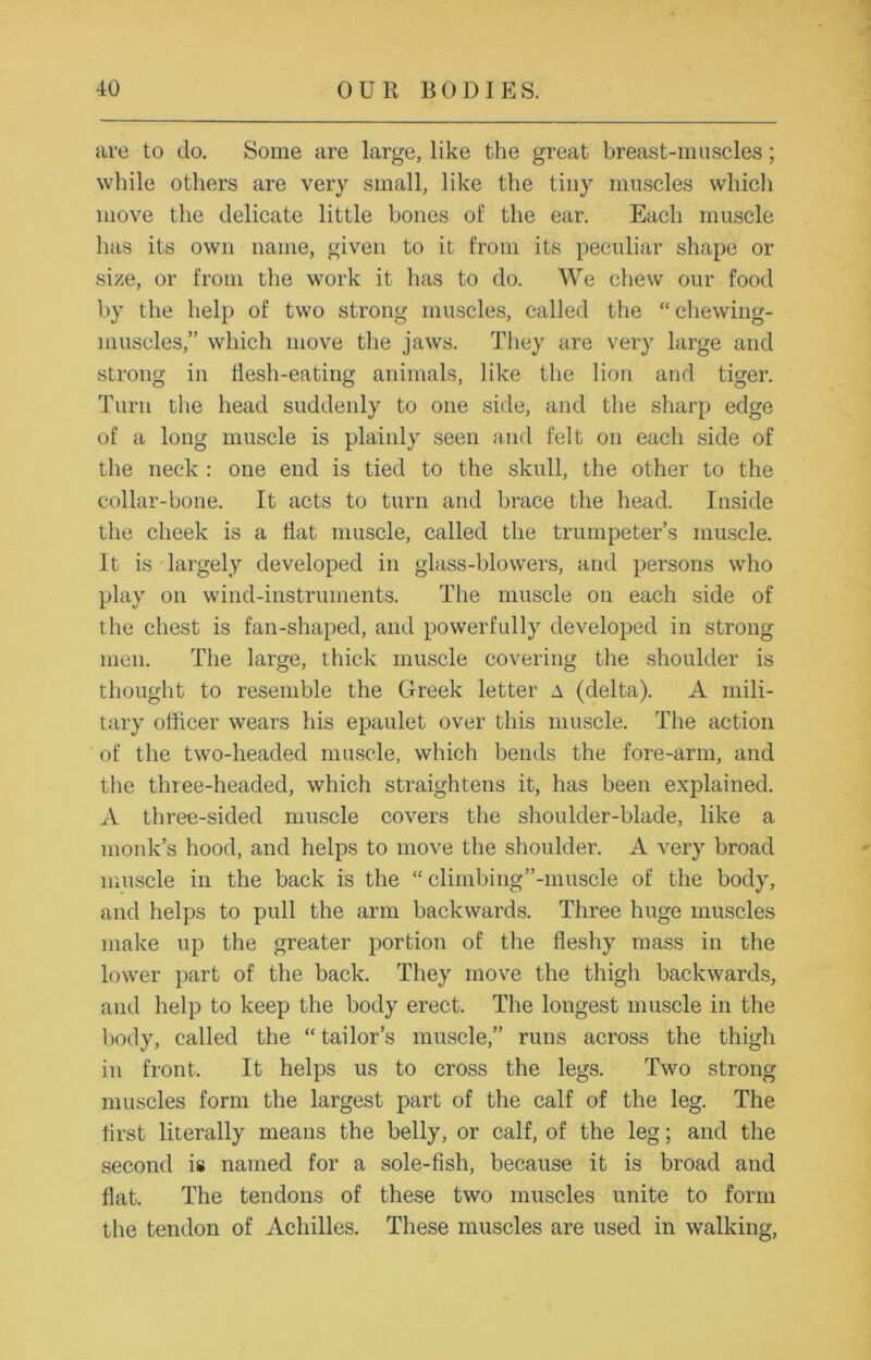 are to do. Some are large, like the great breast-muscles; while others are very small, like the tiny muscles which move the delicate little bones of the ear. Each muscle has its own name, given to it from its peculiar shape or size, or from the work it has to do. We chew our food by the help of two strong muscles, called the “chewing- muscles,” which move the jaws. They are very large and strong in flesh-eating animals, like the lion and tiger. Turn the head suddenly to one side, and the sharp edge of a long muscle is plainly seen and felt on each side of the neck : one end is tied to the skull, the other to the collar-bone. It acts to turn and brace the head. Inside the cheek is a flat muscle, called the trumpeter’s muscle. It is largely developed in glass-blowers, and persons who play on wind-instruments. The muscle on each side of the chest is fan-shaped, and powerfully developed in strong- men. The large, thick muscle covering the shoulder is thought to resemble the Greek letter a (delta). A mili- tary officer wears his epaulet over this muscle. The action of the two-headed muscle, which bends the fore-arm, and the three-headed, which straightens it, has been explained. A three-sided muscle covers the shoulder-blade, like a monk’s hood, and helps to move the shoulder. A very broad muscle in the back is the “ climbing”-muscle of the body, and helps to pull the arm backwards. Three huge muscles make up the greater portion of the fleshy mass in the lower part of the back. They move the thigh backwards, and help to keep the body erect. The longest muscle in the body, called the “ tailor’s muscle,” runs across the thigh in front. It helps us to cross the legs. Two strong muscles form the largest part of the calf of the leg. The first literally means the belly, or calf, of the leg; and the second is named for a sole-fish, because it is broad and flat. The tendons of these two muscles unite to form the tendon of Achilles. These muscles are used in walking,