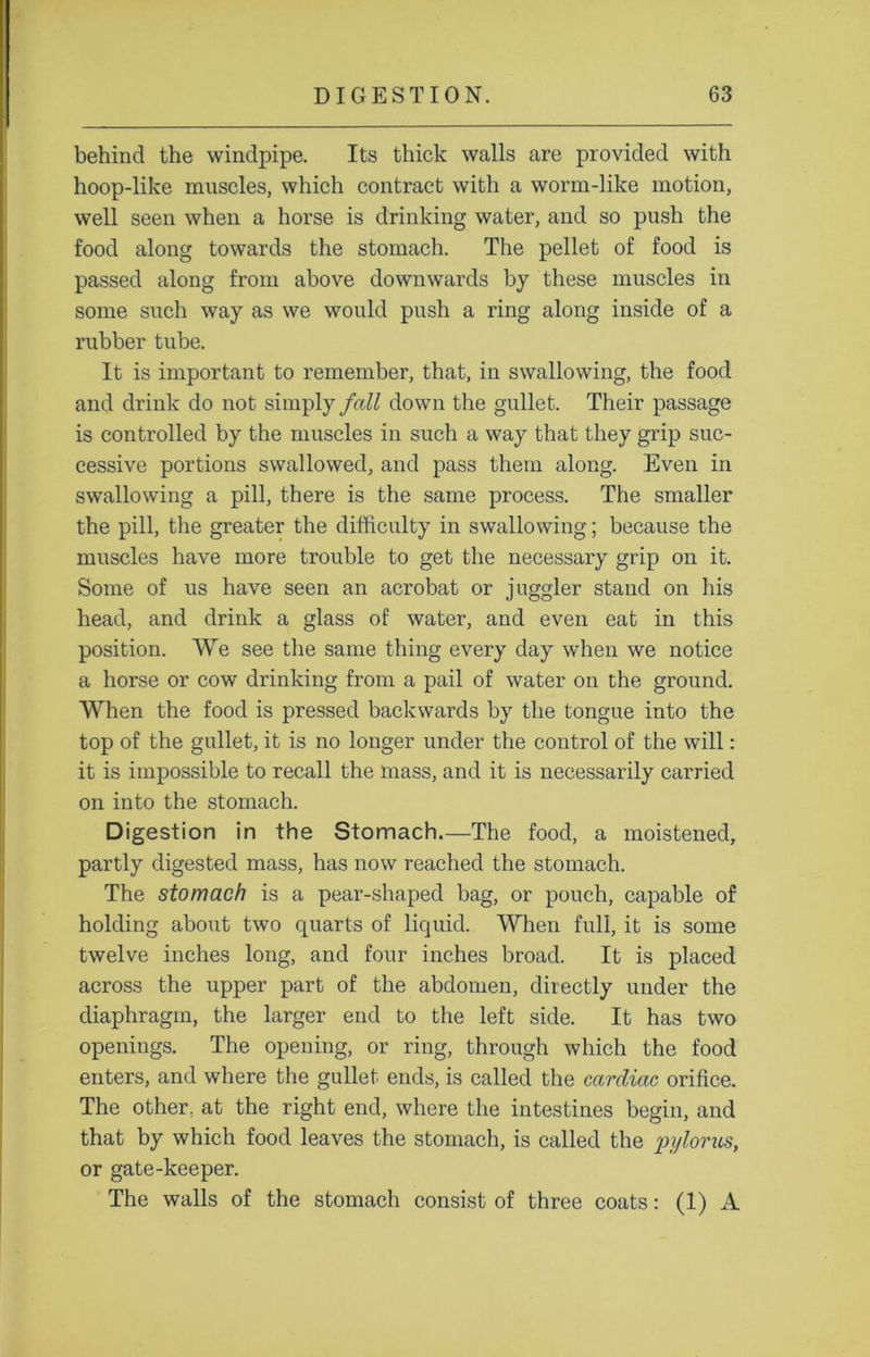 behind the windpipe. Its thick walls are provided with hoop-like muscles, which contract with a worm-like motion, well seen when a horse is drinking water, and so push the food along towards the stomach. The pellet of food is passed along from above downwards by these muscles in some such way as we would push a ring along inside of a rubber tube. It is important to remember, that, in swallowing, the food and drink do not simply fall down the gullet. Their passage is controlled by the muscles in such a way that they grip suc- cessive portions swallowed, and pass them along. Even in swallowing a pill, there is the same process. The smaller the pill, the greater the difficulty in swallowing; because the muscles have more trouble to get the necessary grip on it. Some of us have seen an acrobat or juggler stand on his head, and drink a glass of water, and even eat in this position. We see the same thing every day when we notice a horse or cow drinking from a pail of water on the ground. When the food is pressed backwards by the tongue into the top of the gullet, it is no longer under the control of the will: it is impossible to recall the mass, and it is necessarily carried on into the stomach. Digestion in the Stomach.—The food, a moistened, partly digested mass, has now reached the stomach. The stomach is a pear-shaped bag, or pouch, capable of holding about two quarts of liquid. When full, it is some twelve inches long, and four inches broad. It is placed across the upper part of the abdomen, directly under the diaphragm, the larger end to the left side. It has two openings. The opening, or ring, through which the food enters, and where the gullet ends, is called the cardiac orifice. The other, at the right end, where the intestines begin, and that by which food leaves the stomach, is called the pylonis, or gate-keeper. The walls of the stomach consist of three coats: (1) A