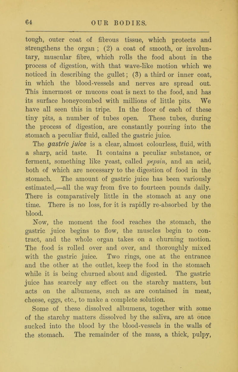 tough, outer coat of fibrous tissue, which protects and strengthens the organ ; (2) a coat of smooth, or involun- tary, muscular fibre, which rolls the food about in the process of digestion, with that wave-like motion which we noticed in describing the gullet; (3) a third or inner coat, in which the blood-vessels and nerves are spread out. This innermost or mucous coat is next to the food, and has its surface honeycombed with millions of little pits. We have all seen this in tripe. In the floor of each of these tiny pits, a number of tubes open. These tubes, during the process of digestion, are constantly pouring into the stomach a peculiar fluid, called the gastric juice. The gastric juice is a clear, almost colourless, fluid, with a sharp, acid taste. It contains a peculiar substance, or ferment, something like yeast, called pepsin, and an acid, both of which are necessary to the digestion of food in the stomach. The amount of gastric juice has been variously estimated,—all the way from five to fourteen pounds daily. There is comparatively little in the stomach at any one time. There is no loss, for it is rapidly re-absorbed by the blood. Now, the moment the food reaches the stomach, the gastric juice begins to flow, the muscles begin to con- tract, and the whole organ takes on a churning motion. The food is rolled over and over, and thoroughly mixed with the gastric juice. Two rings, one at the entrance and the other at the outlet, keep the food in the stomach while it is being churned about and digested. The gastric juice has scarcely any effect on the starchy matters, but acts on the albumens, such as are contained in meat, cheese, eggs, etc., to make a complete solution. Some of these dissolved albumens, together with some of the starchy matters dissolved by the saliva, are at once sucked into the blood by the blood-vessels in the walls of the stomach. The remainder of the mass, a thick, pulpy,